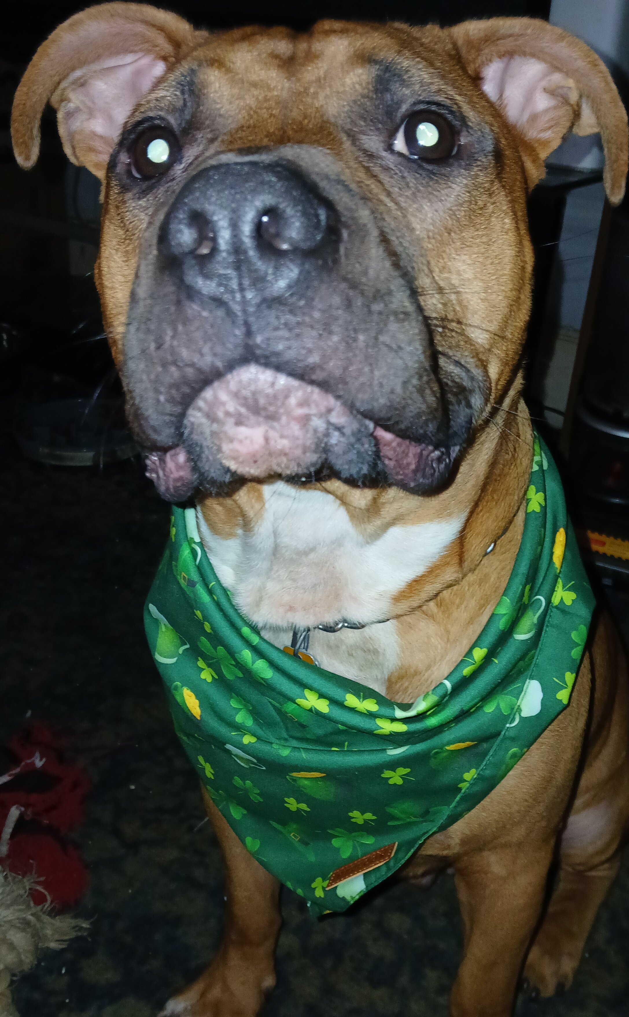 AmStaff Needs Home and Job image 6