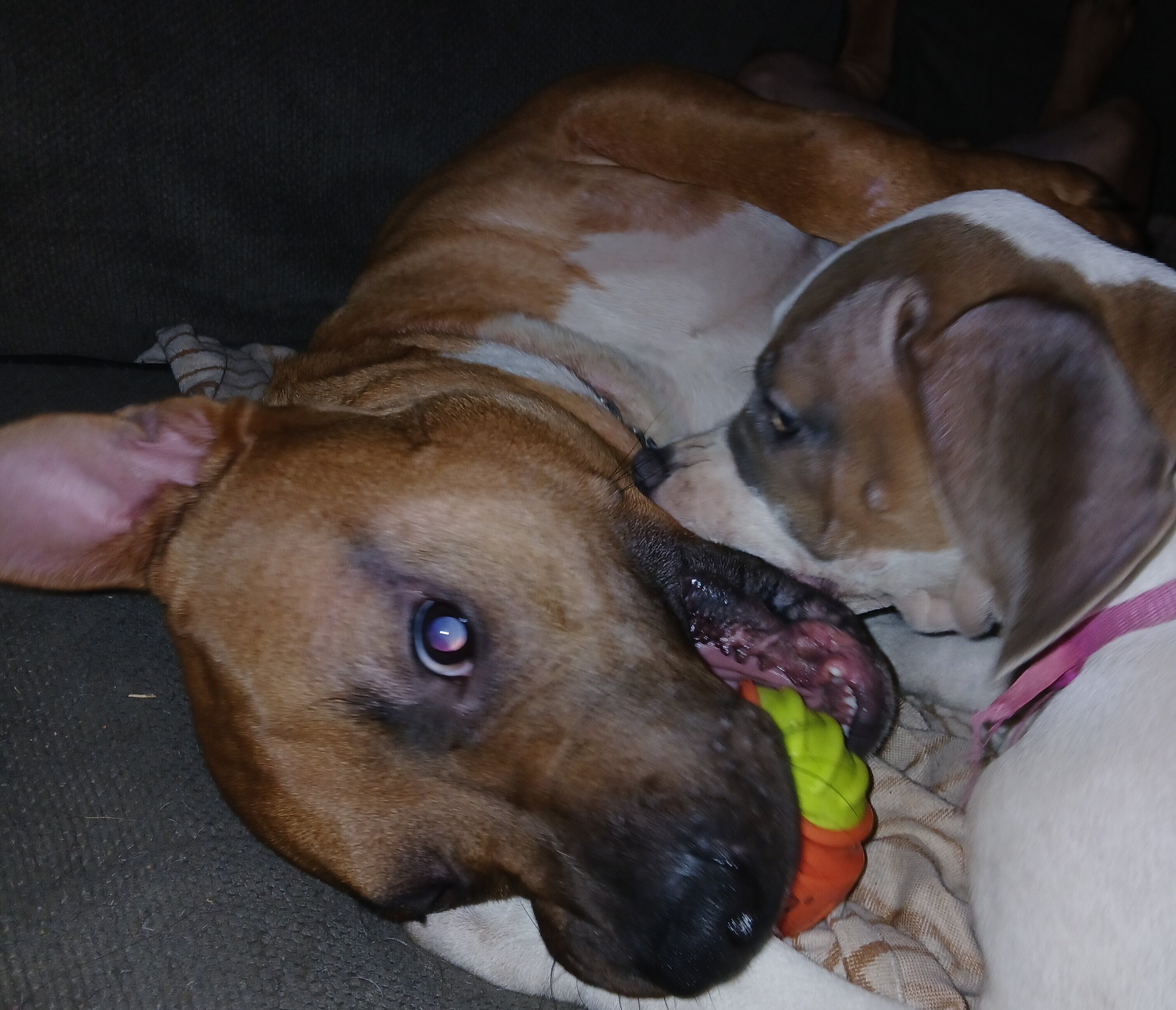 AmStaff Needs Home and Job image 1