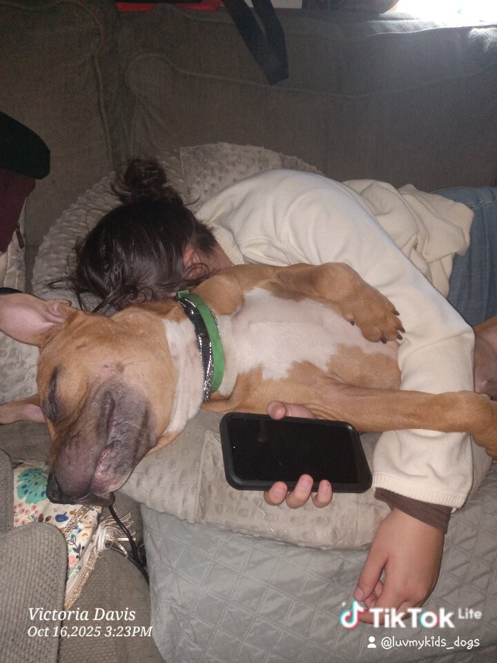 AmStaff Needs Home and Job image 4