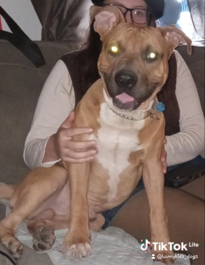 AmStaff Needs Home and Job image 3