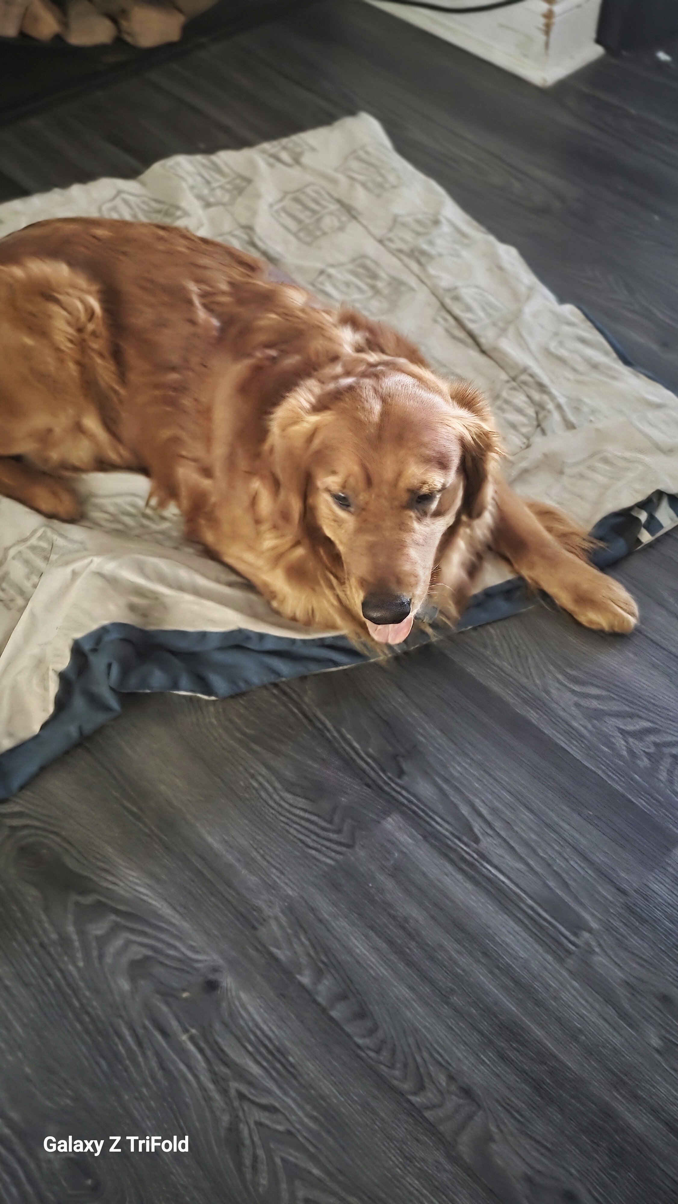 A Dog image 1