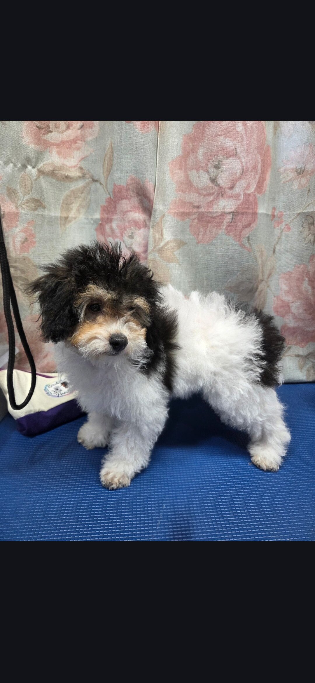 Mini poodle puppy image 2