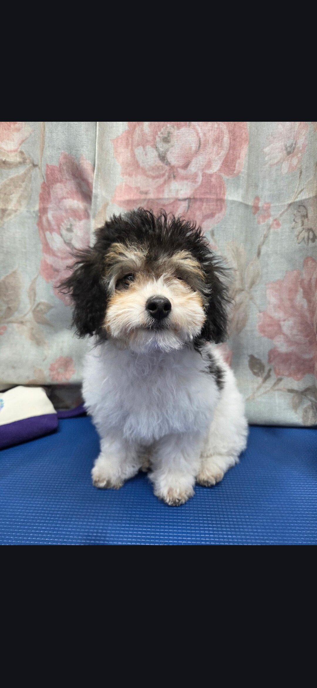 Mini poodle puppy image 1