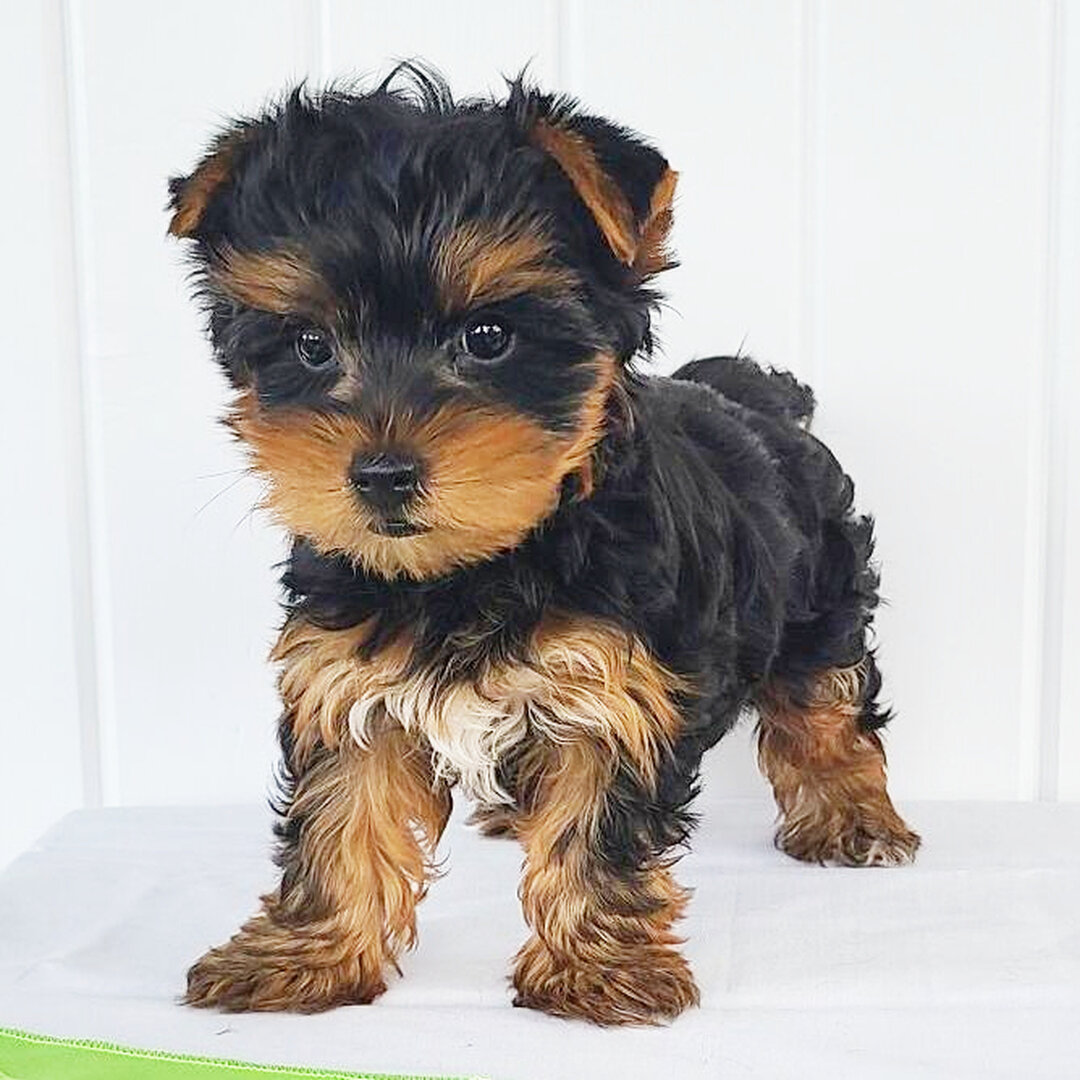 Hello am Ashley a playful Yorkshire Pup image 4
