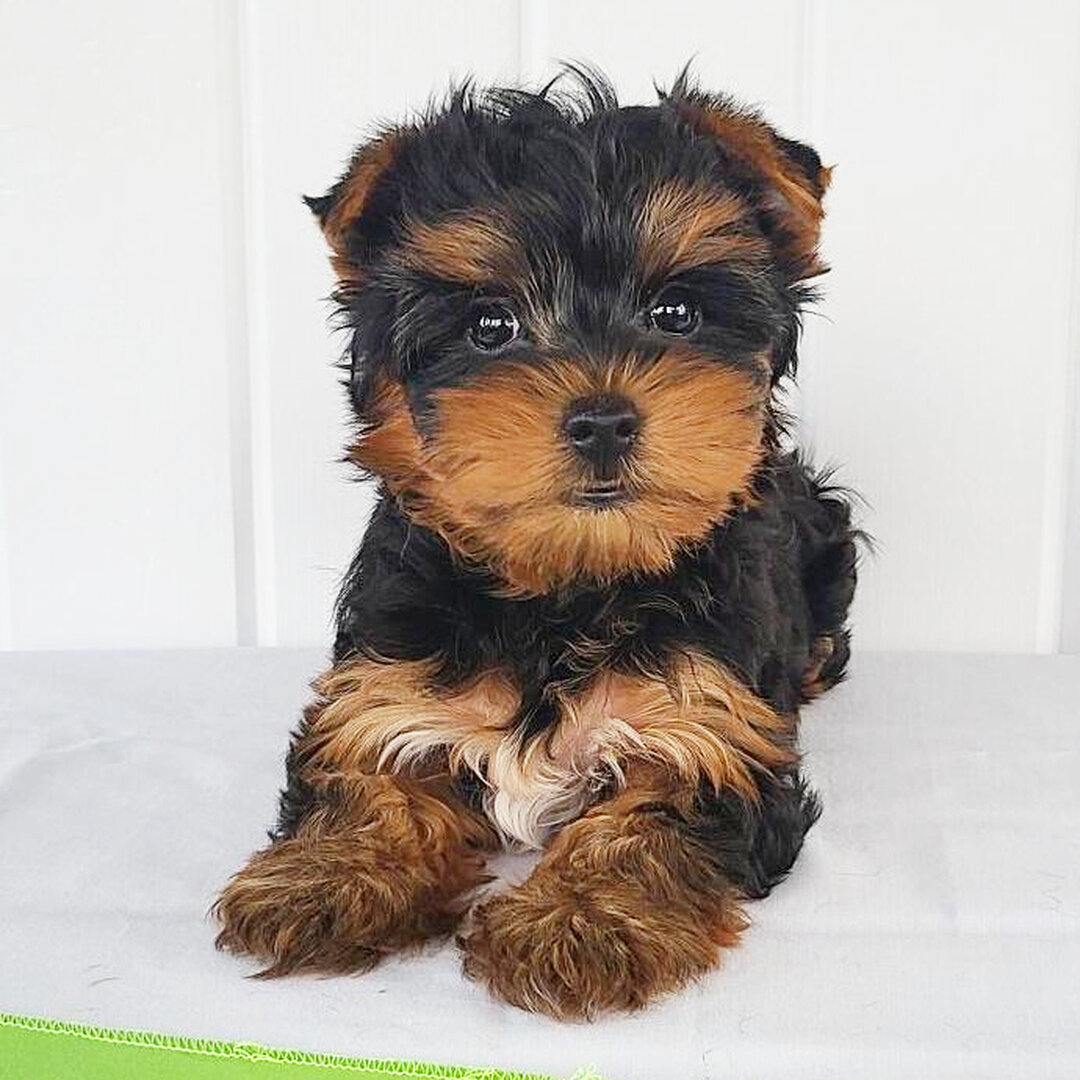 Hello am Ashley a playful Yorkshire Pup image 3