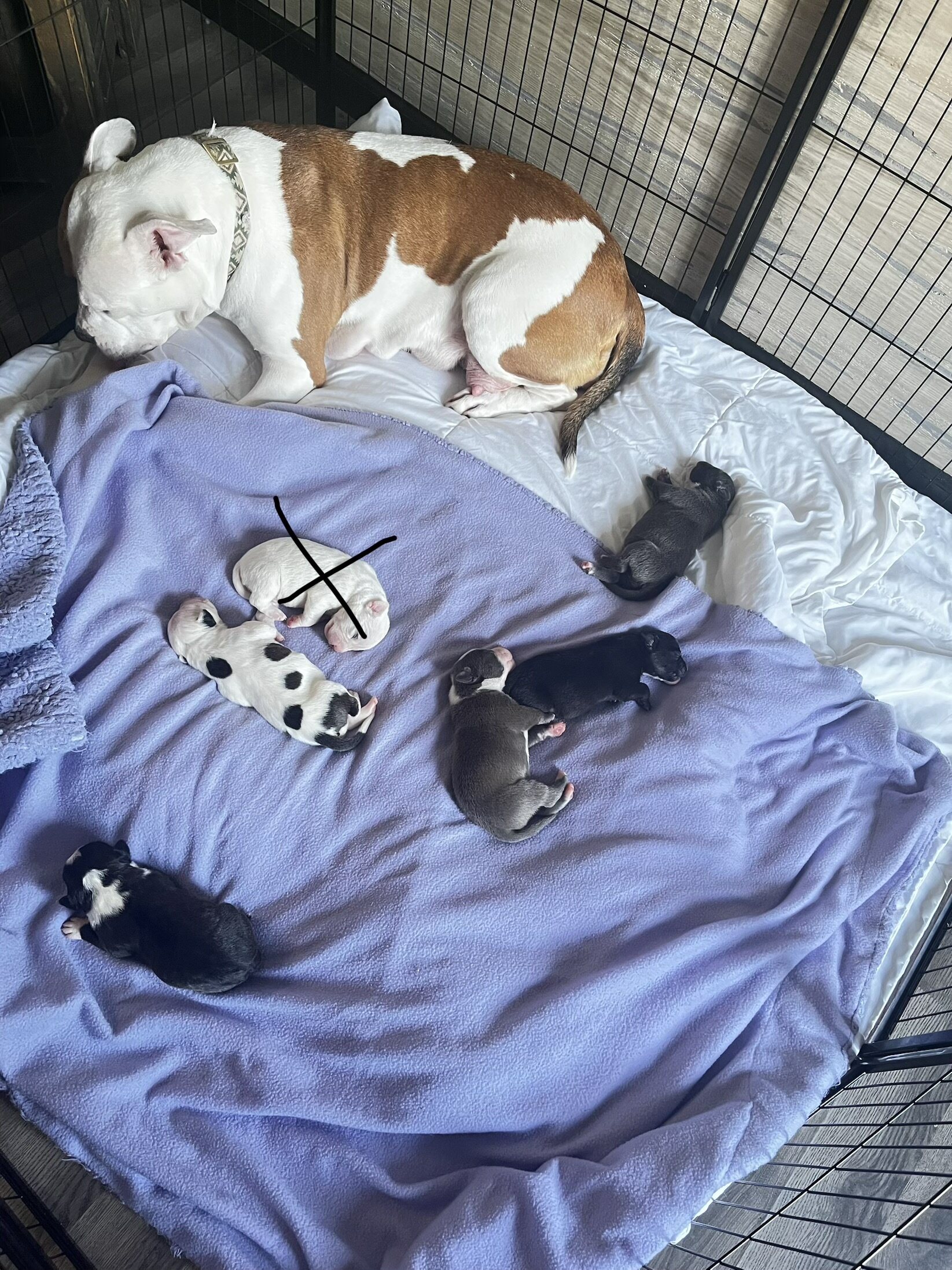 Bully Puppies image 1