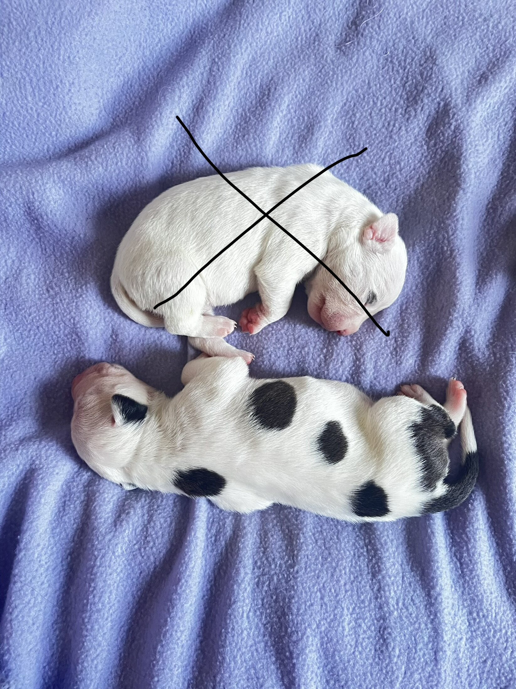 Bully Puppies image 2