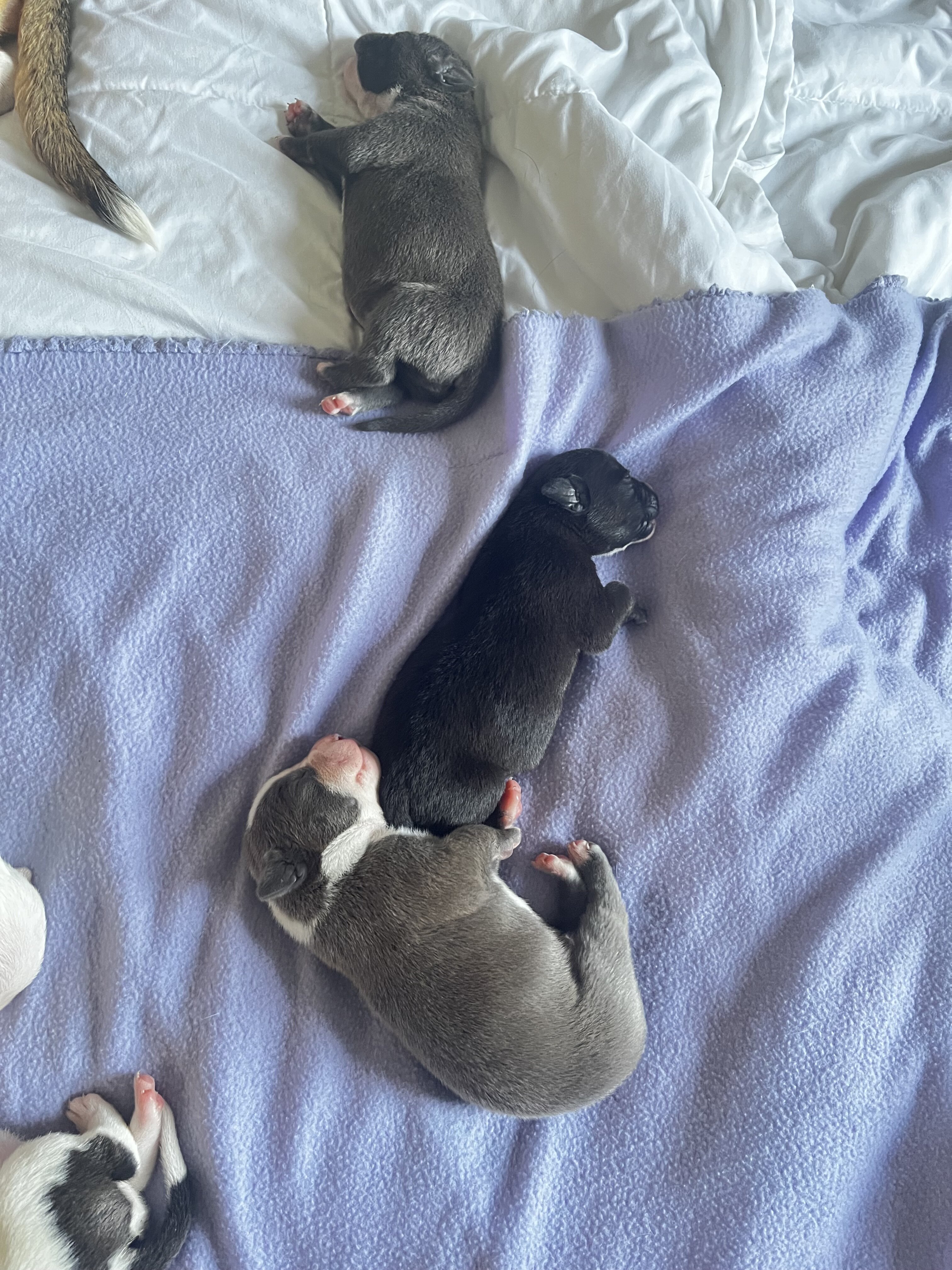 Bully Puppies image 3