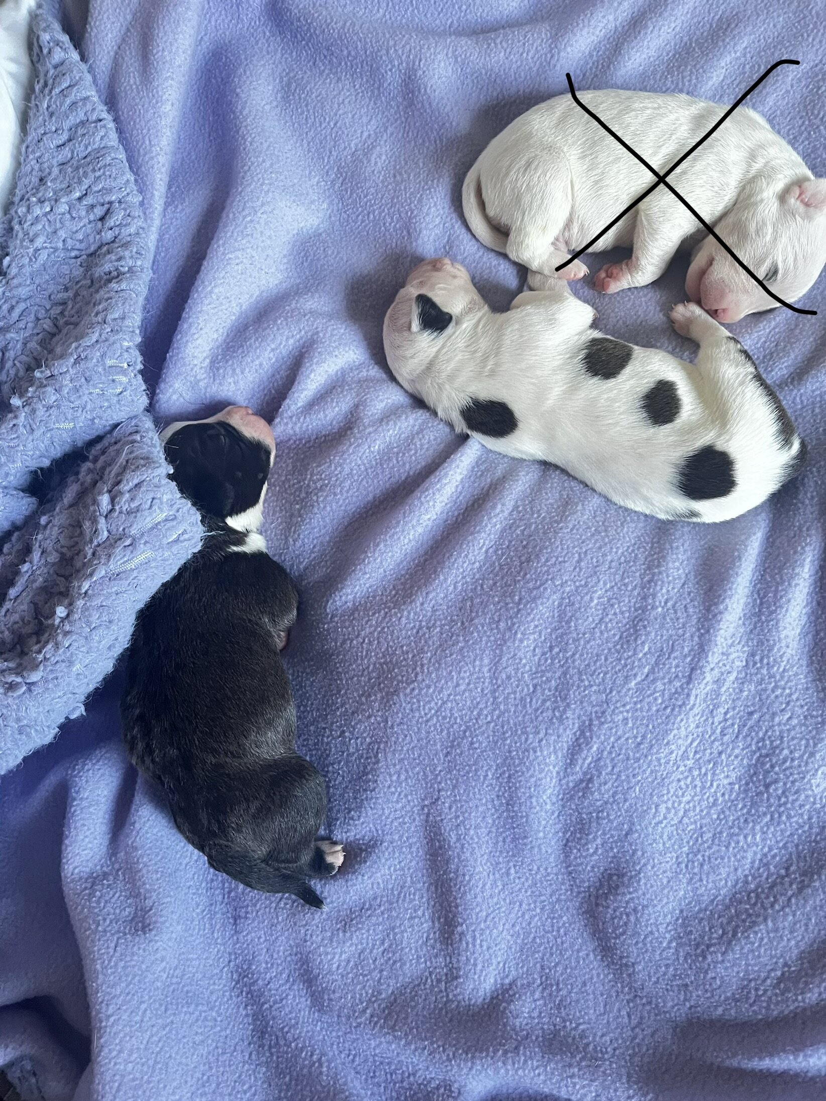 Bully Puppies image 4