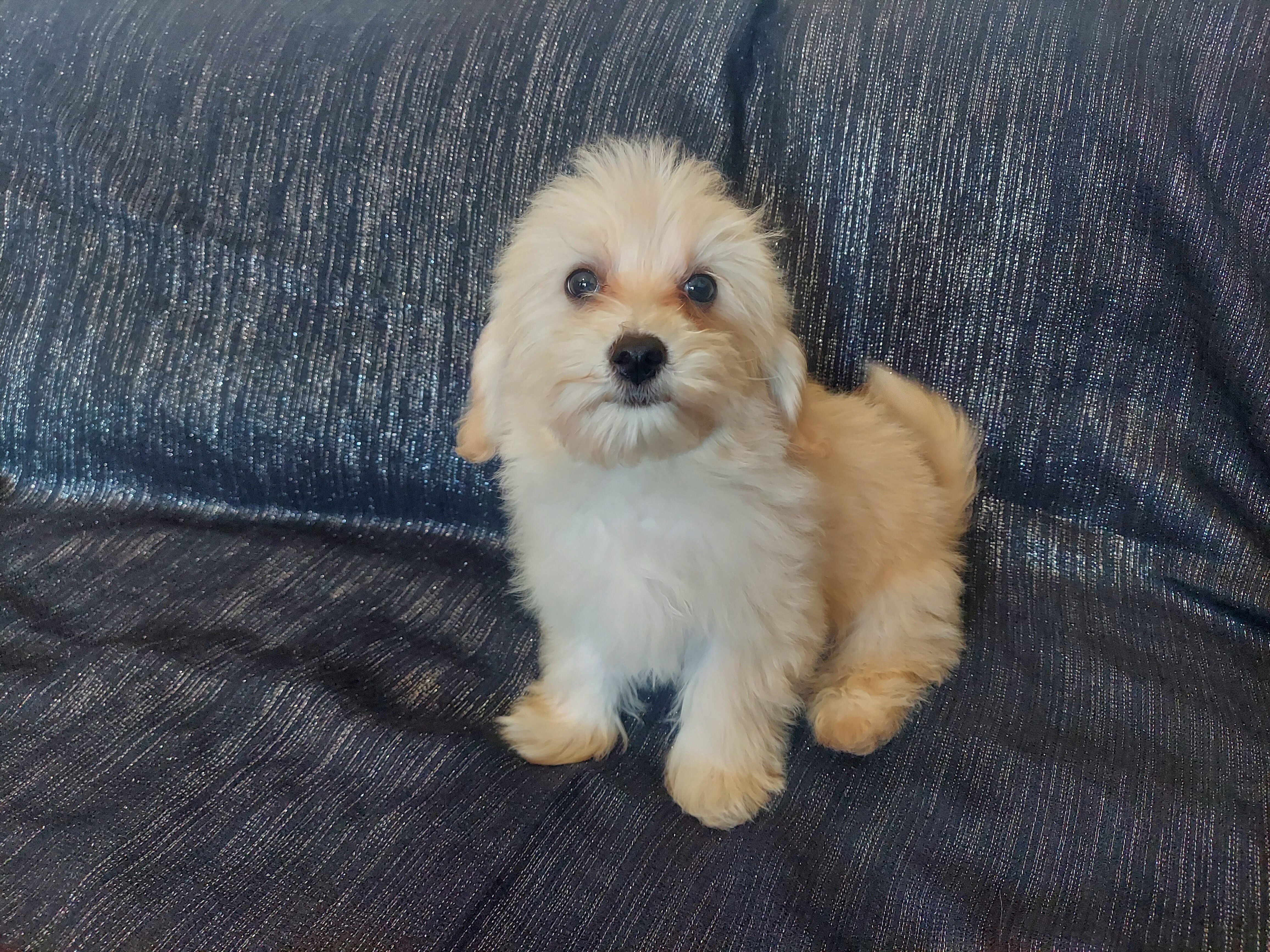 Huckleberry, MaltiPoo male, loves people image 4