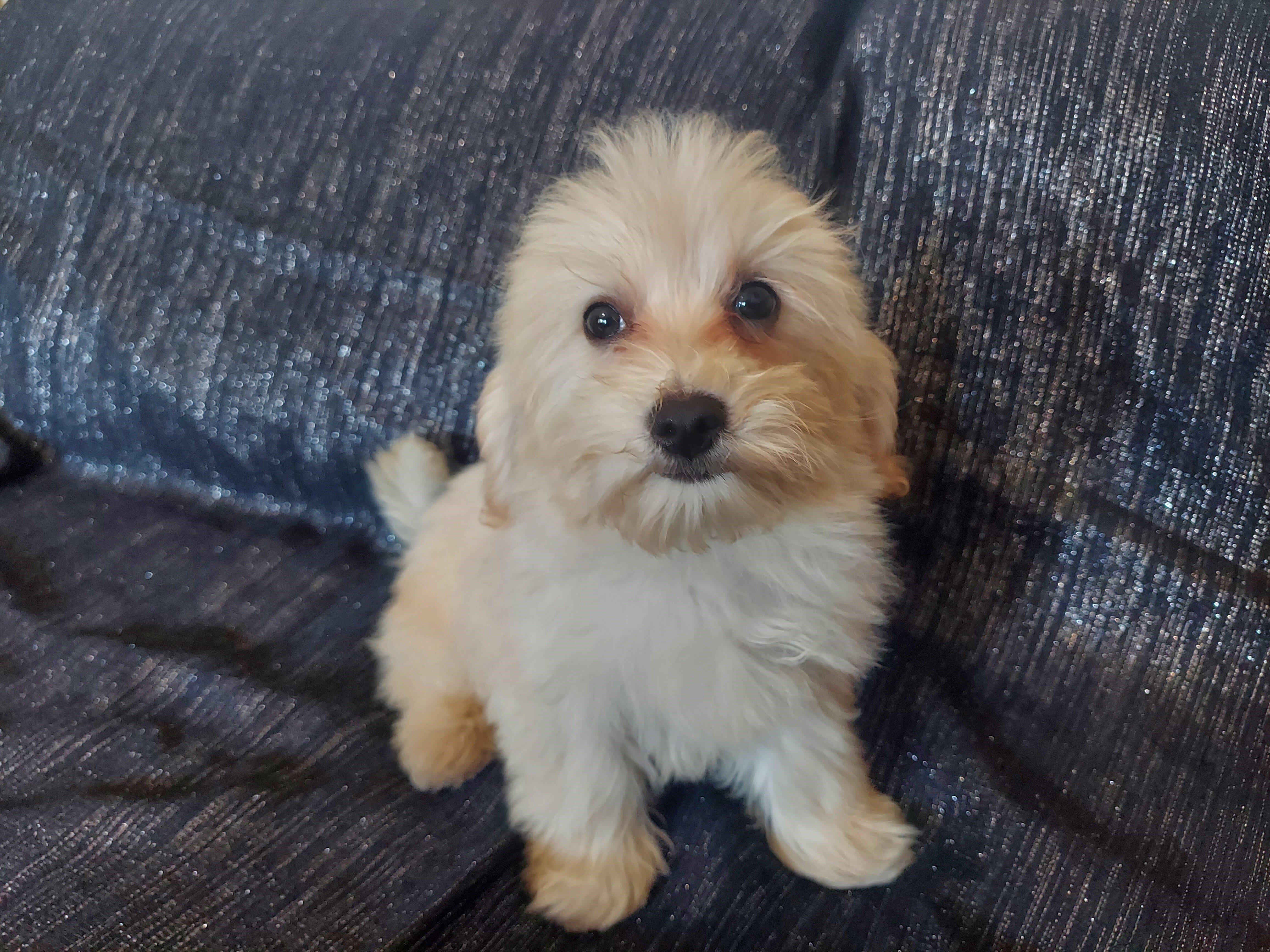 Huckleberry, MaltiPoo male, loves people image 3