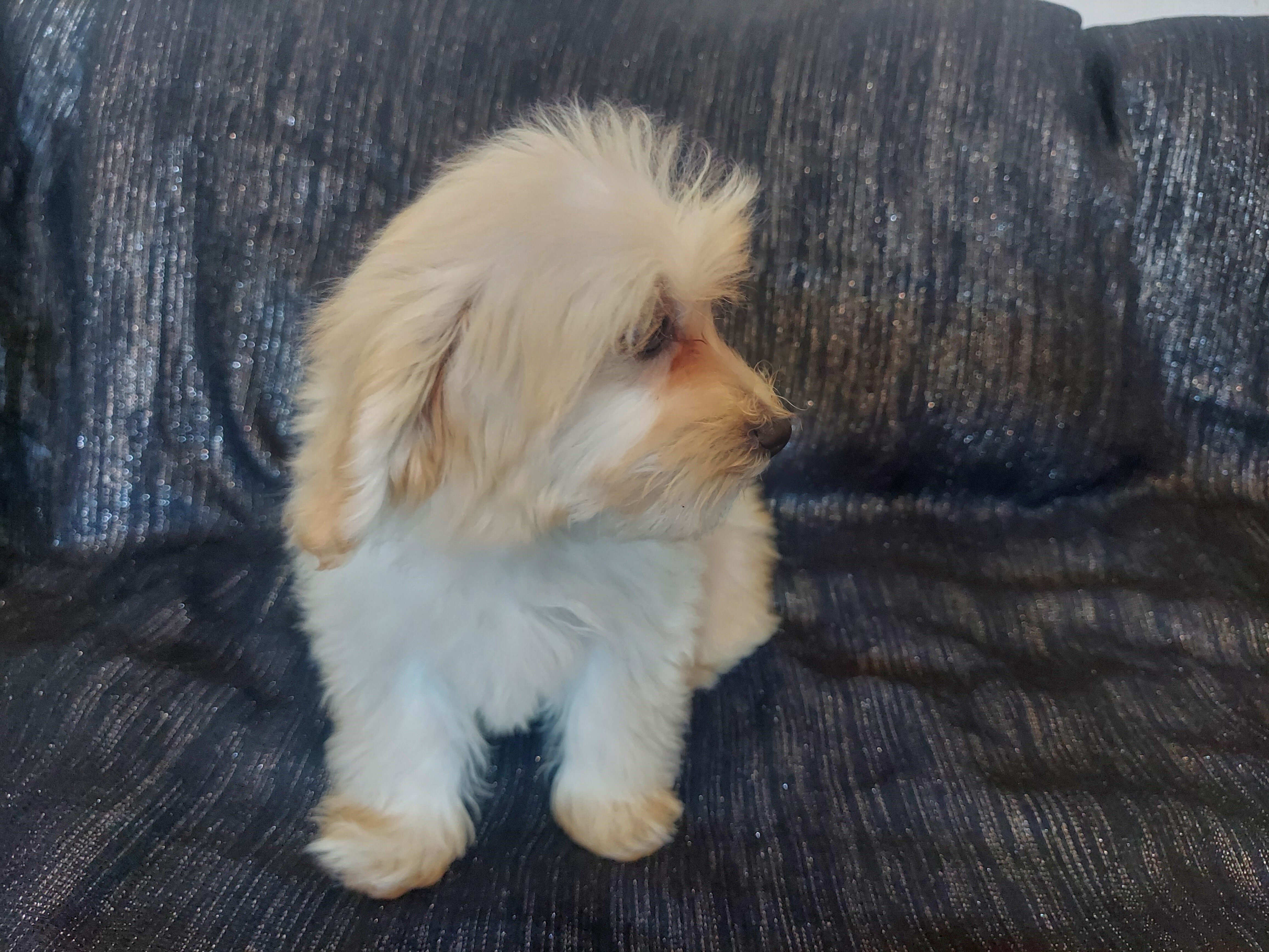 Huckleberry, MaltiPoo male, loves people image 2