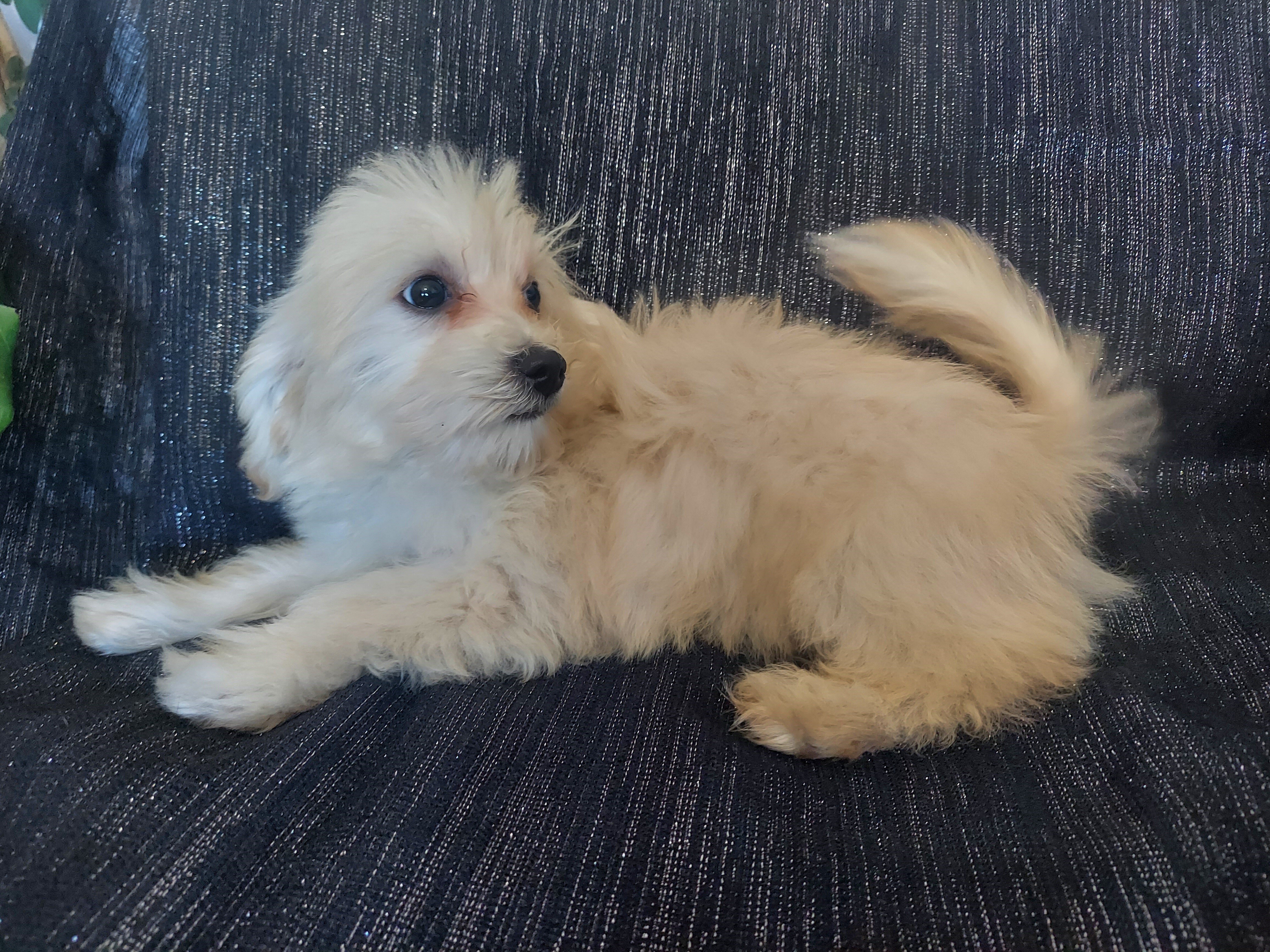 Huckleberry, MaltiPoo male, loves people image 1