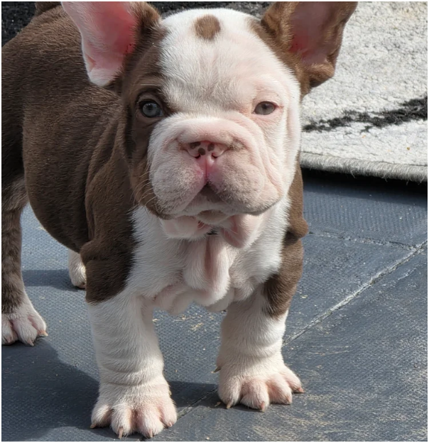 FRENCH BULLDOG PUPS image 1