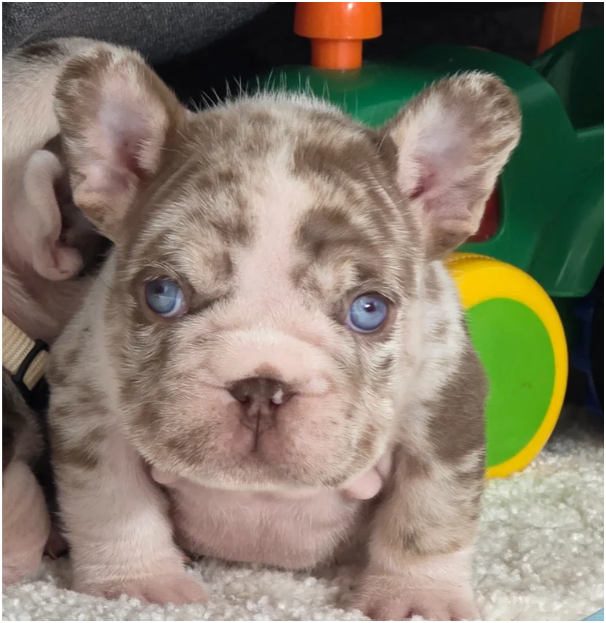 FRENCH BULLDOG PUPS image 2