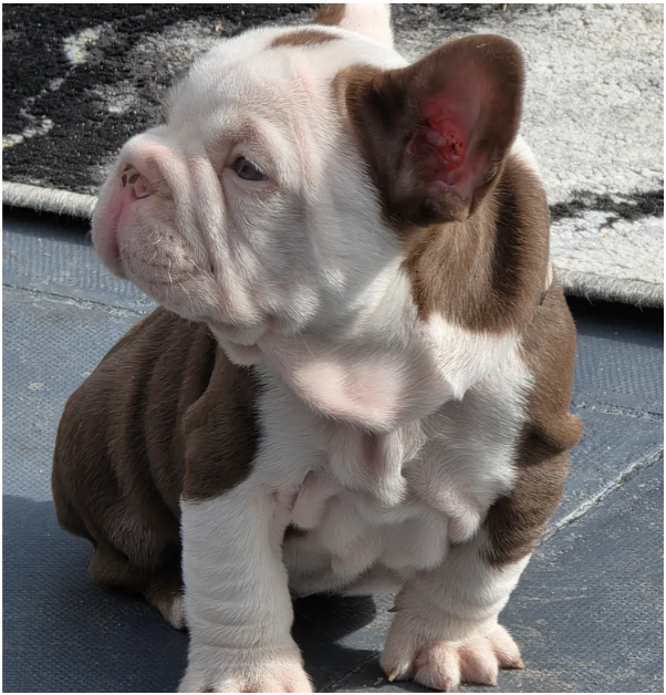 FRENCH BULLDOG PUPS image 3