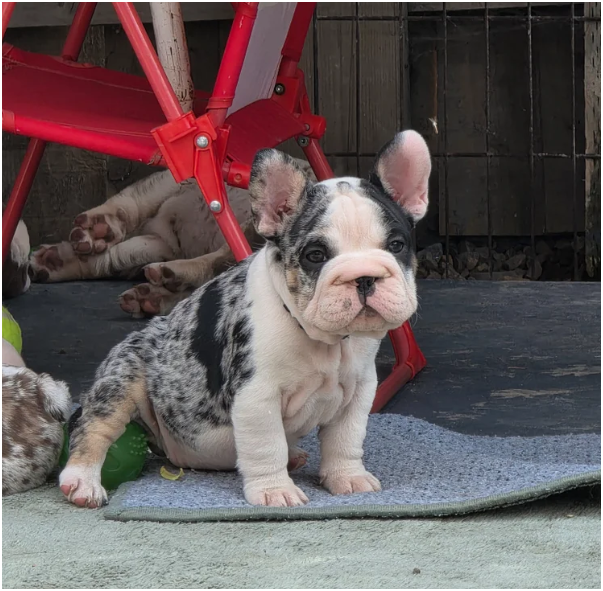 FRENCH BULLDOG PUPS image 4