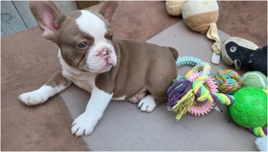FRENCH BULLDOG PUPS image 5