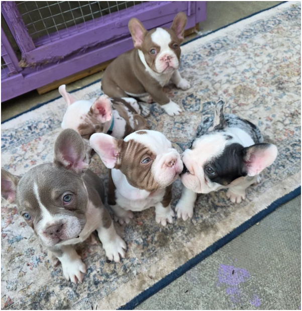 FRENCH BULLDOG PUPS image 6