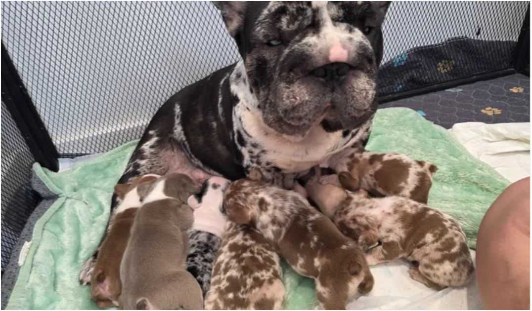 FRENCH BULLDOG PUPS image 7