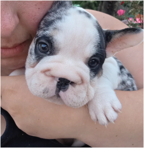 FRENCH BULLDOG PUPS image 8