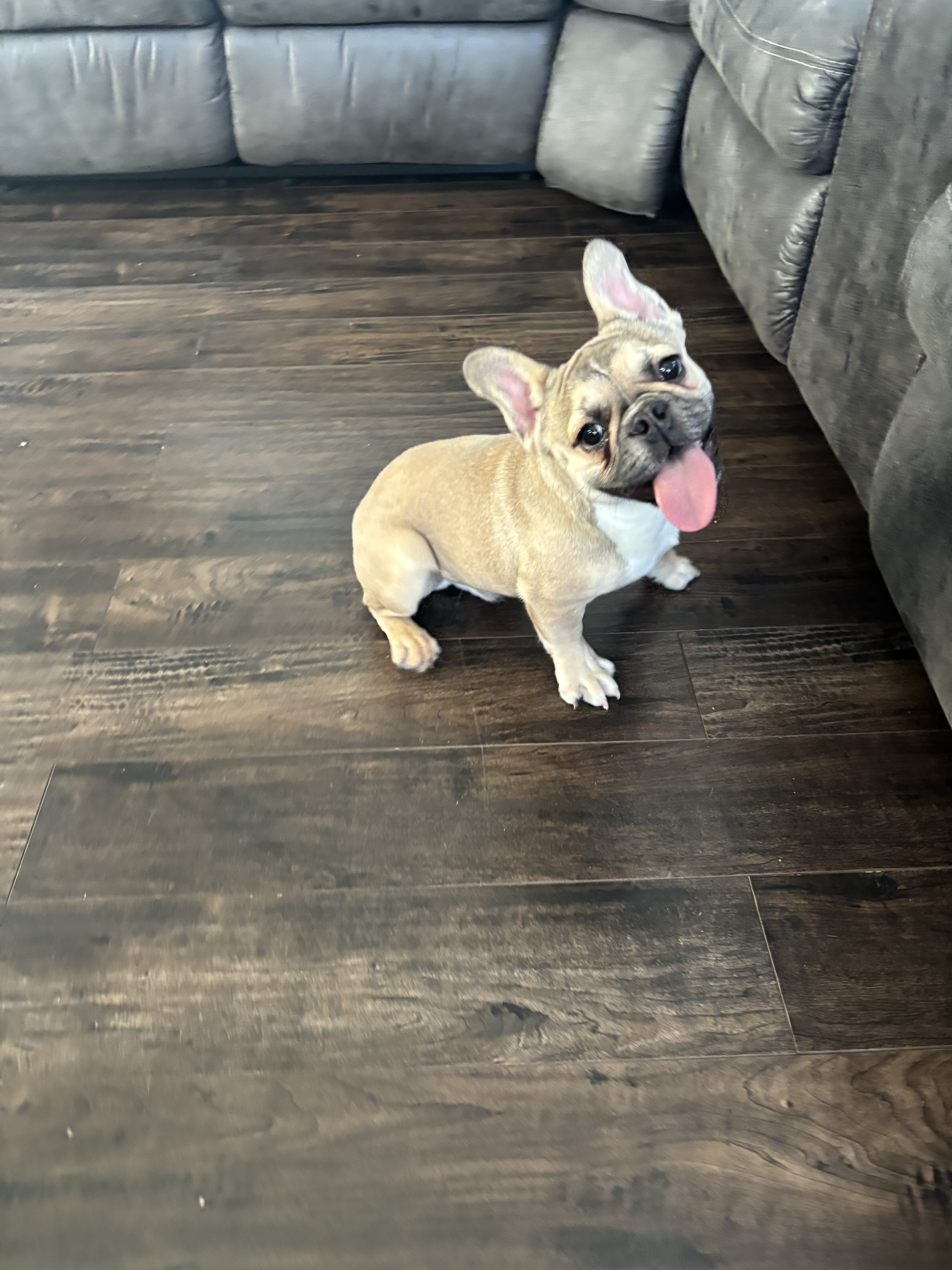French Bulldog image 3