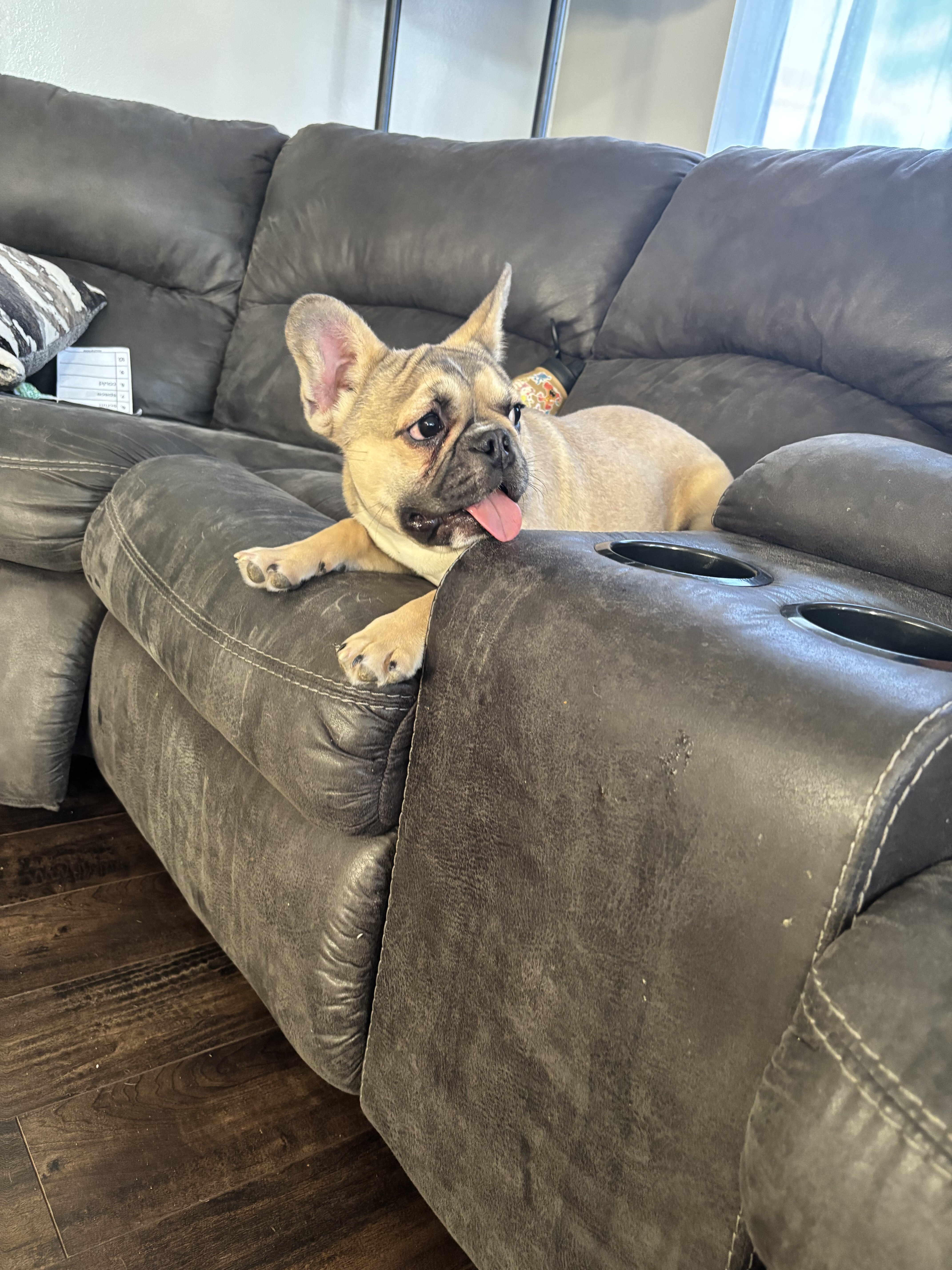 French Bulldog image 2