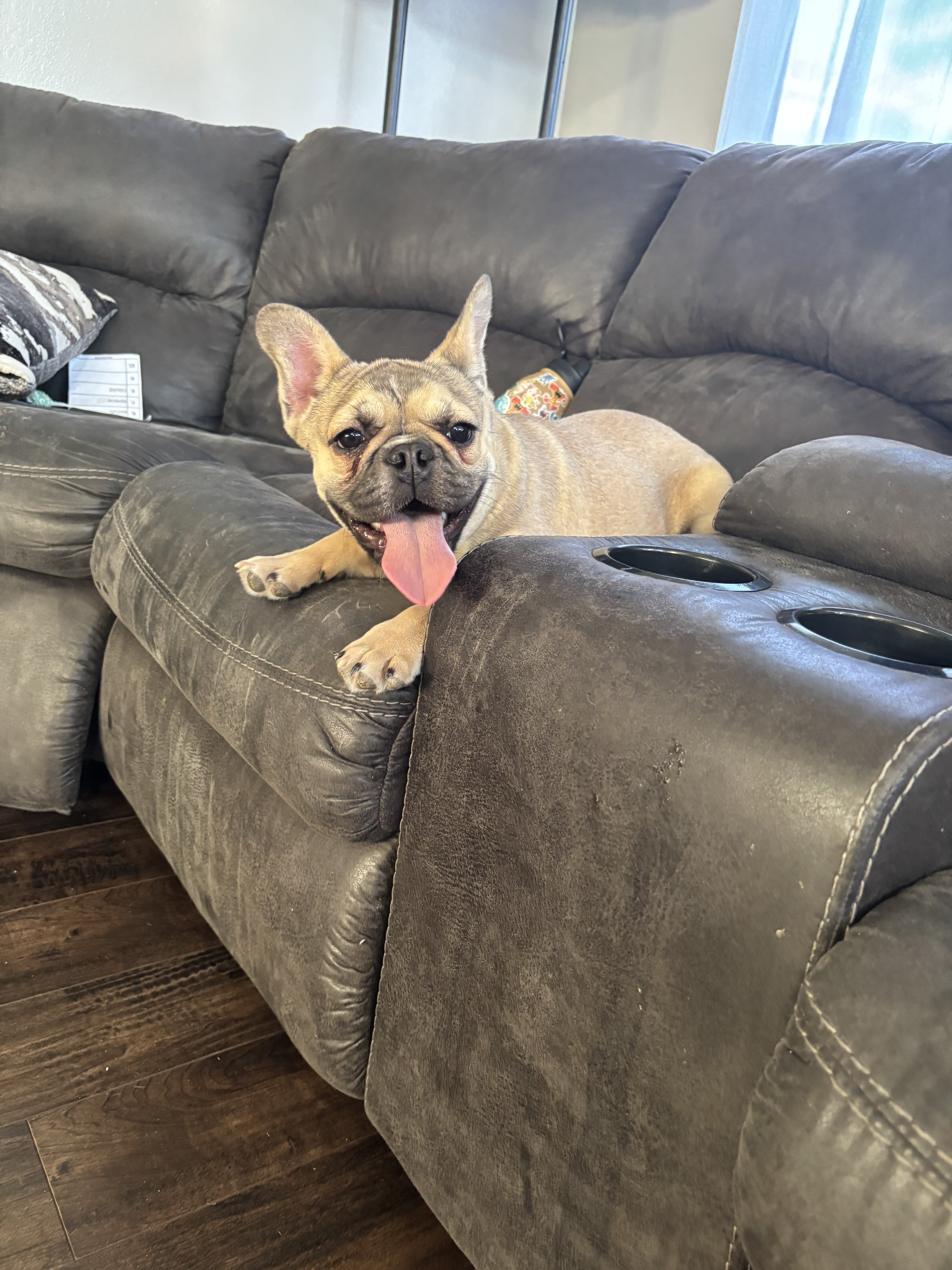 French Bulldog image 1