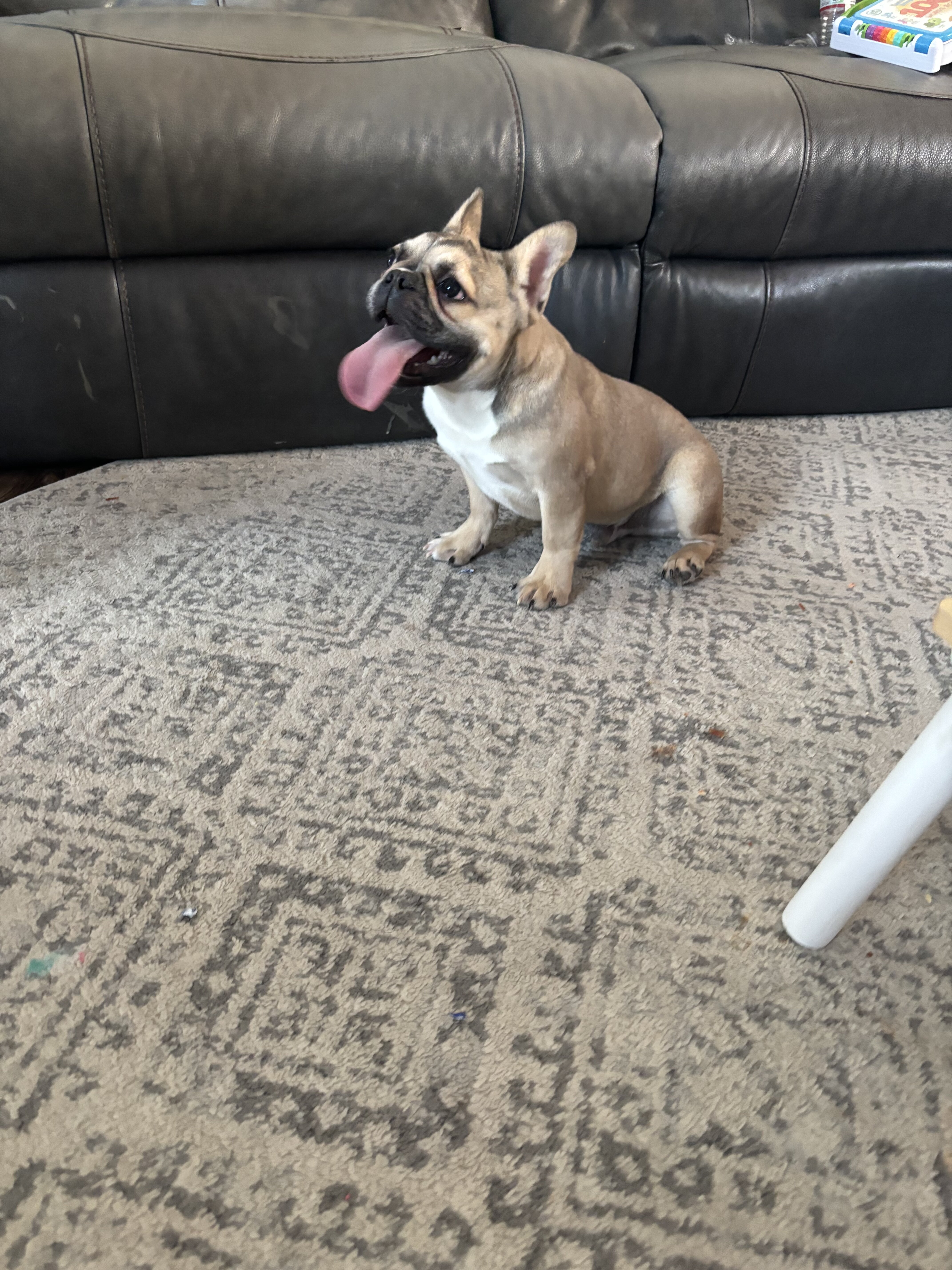 French Bulldog image 4