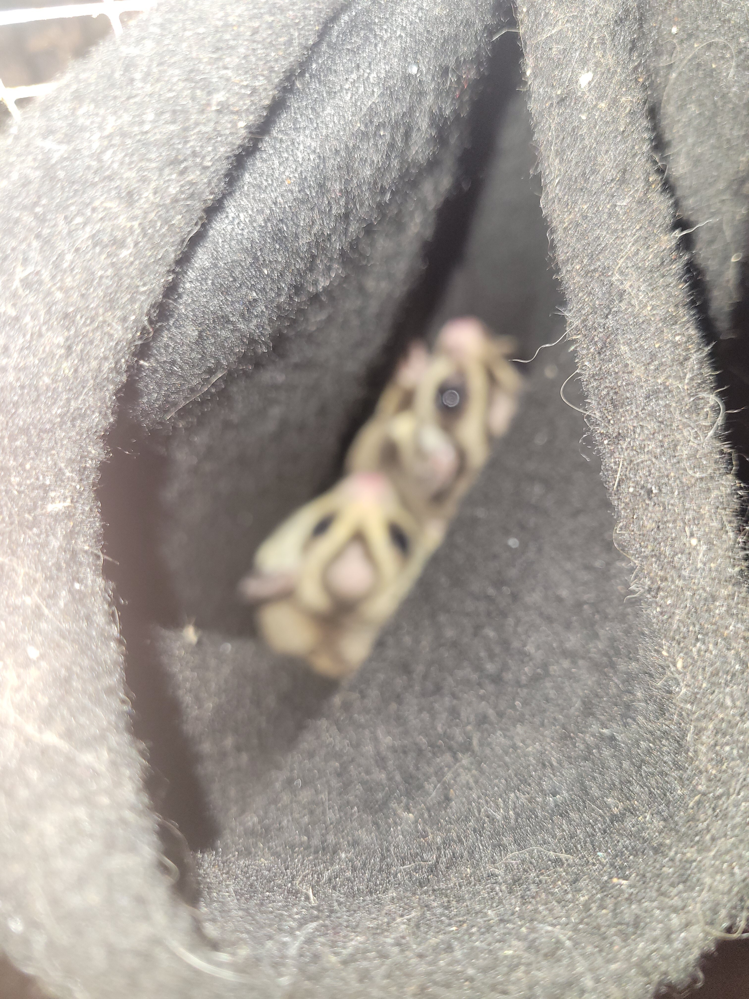 Sugar Gliders image 1