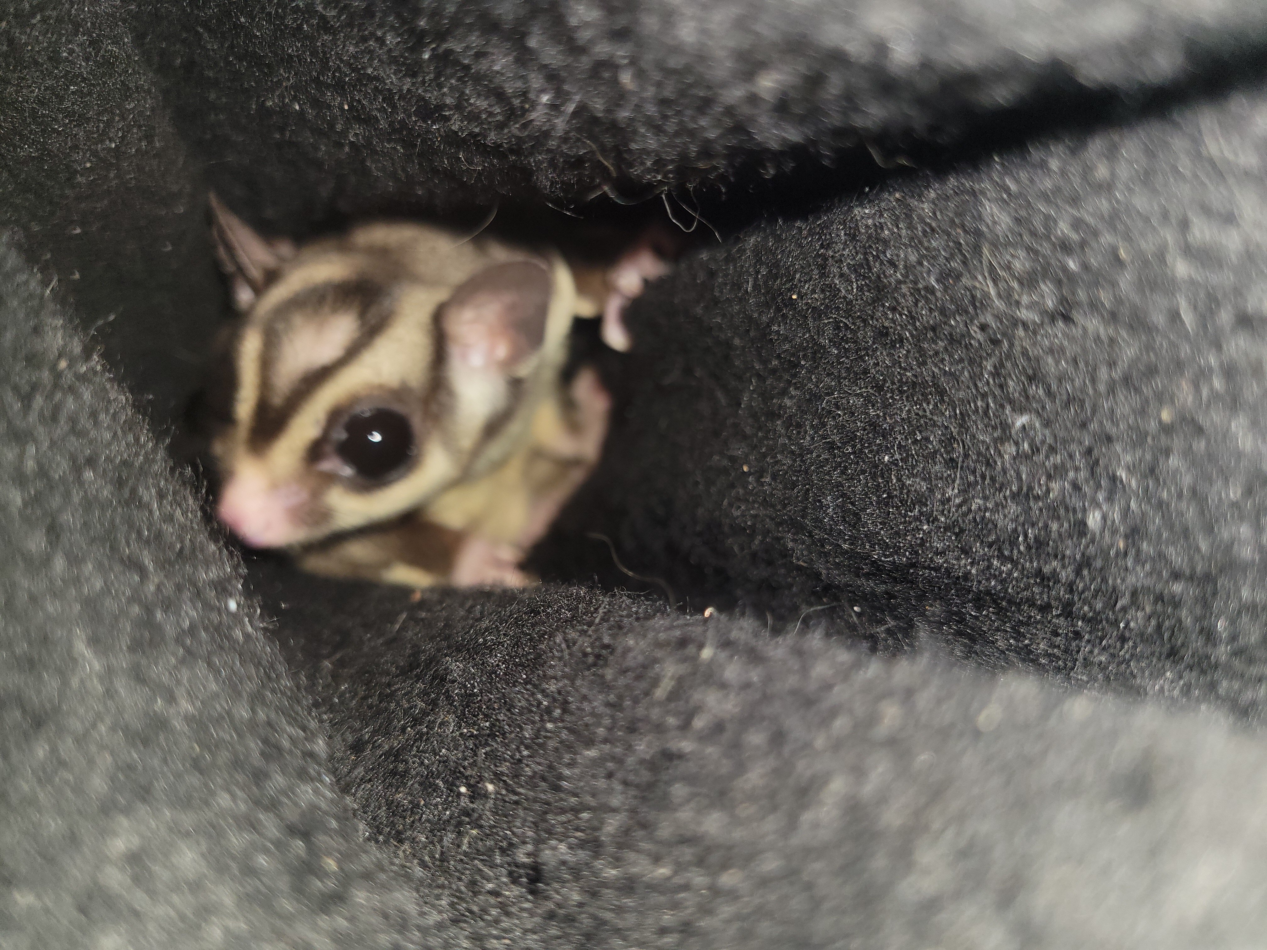 Sugar Gliders image 2
