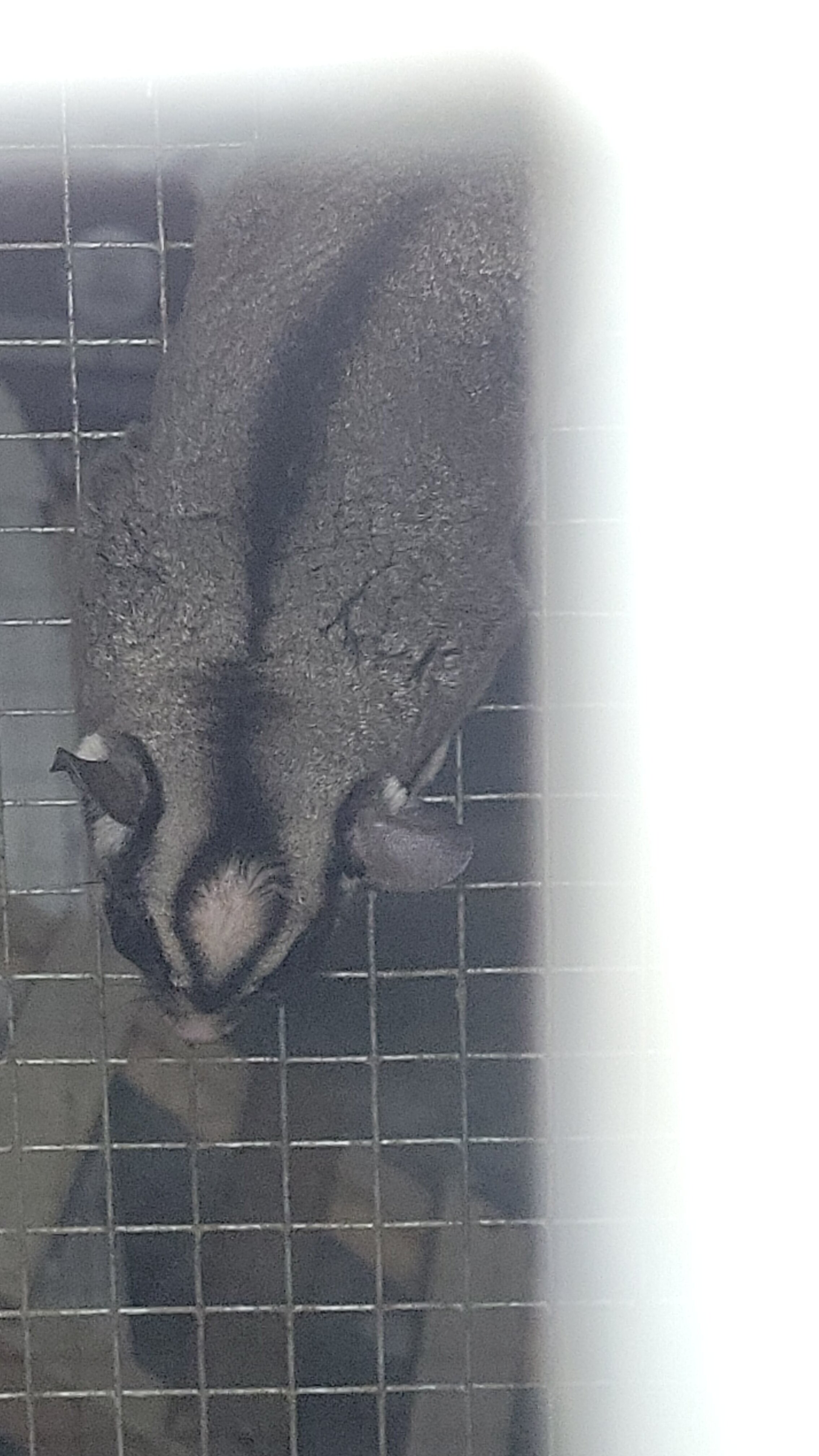 Sugar Gliders image 4