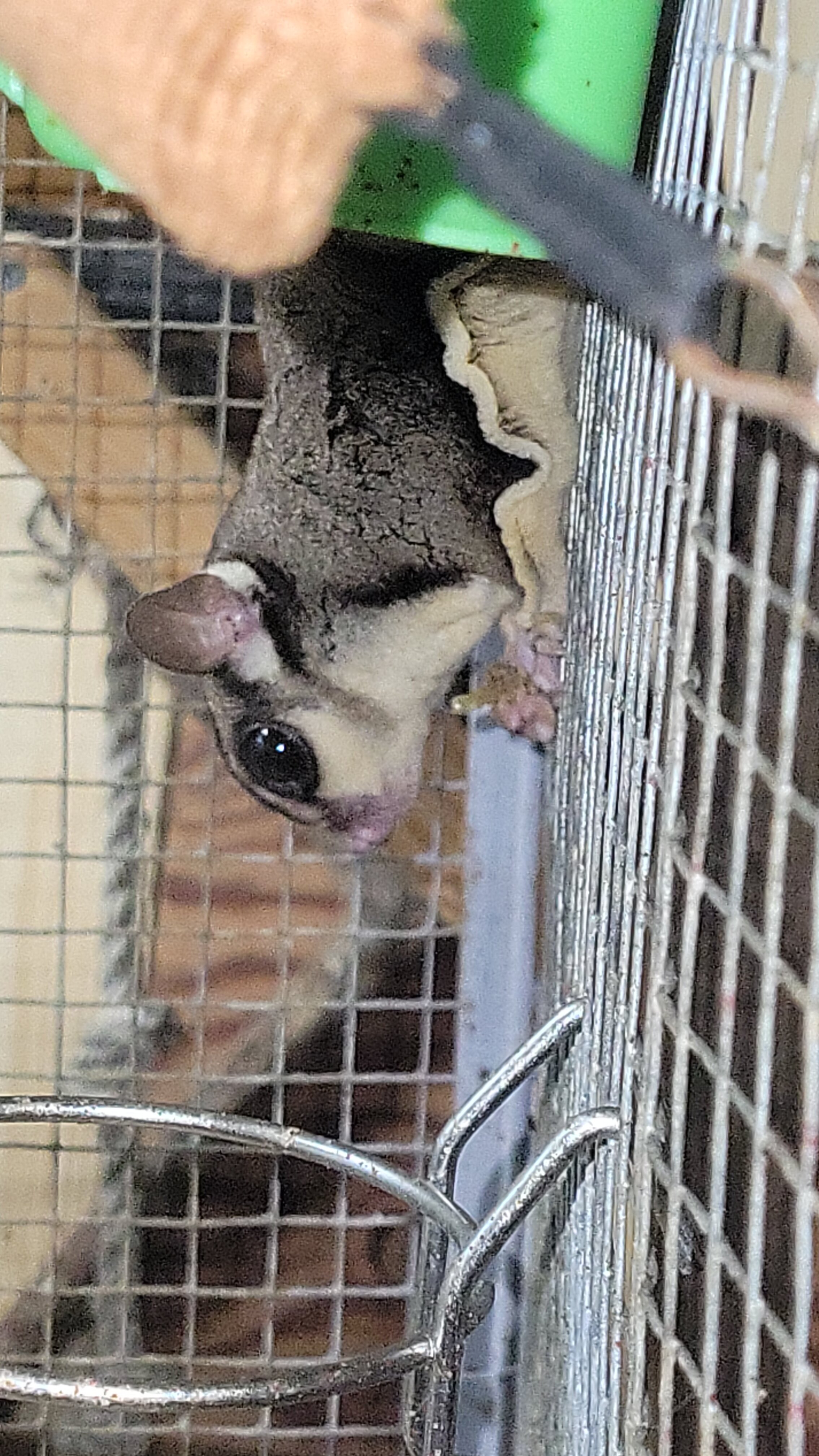 Sugar Gliders image 3