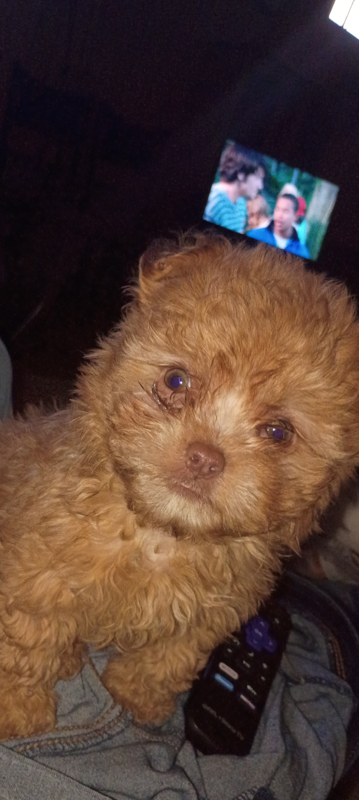 Pups looking for good homes only image 4