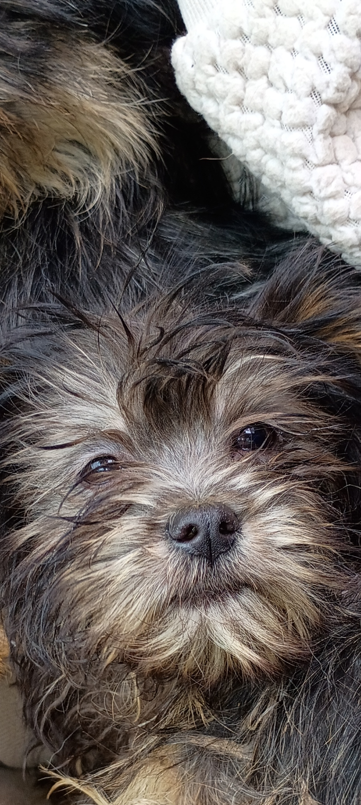 Pups looking for good homes only image 1