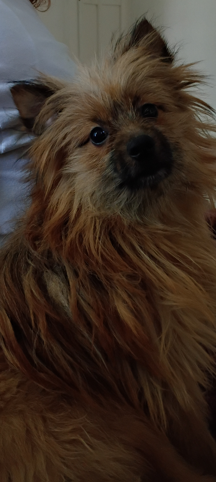Pom German shepherd mix image 1