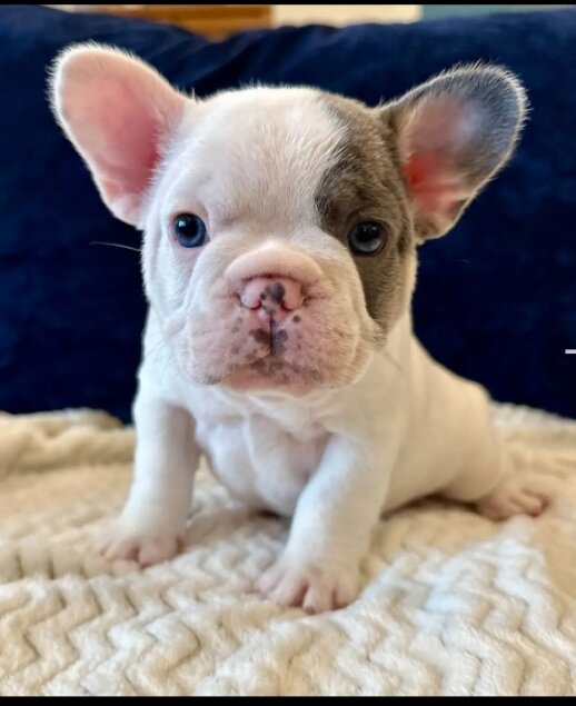 Healthy Frenchies Ready To travel the world image 1