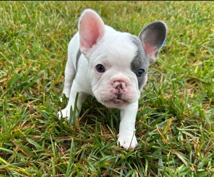 Healthy Frenchies Ready To travel the world image 3