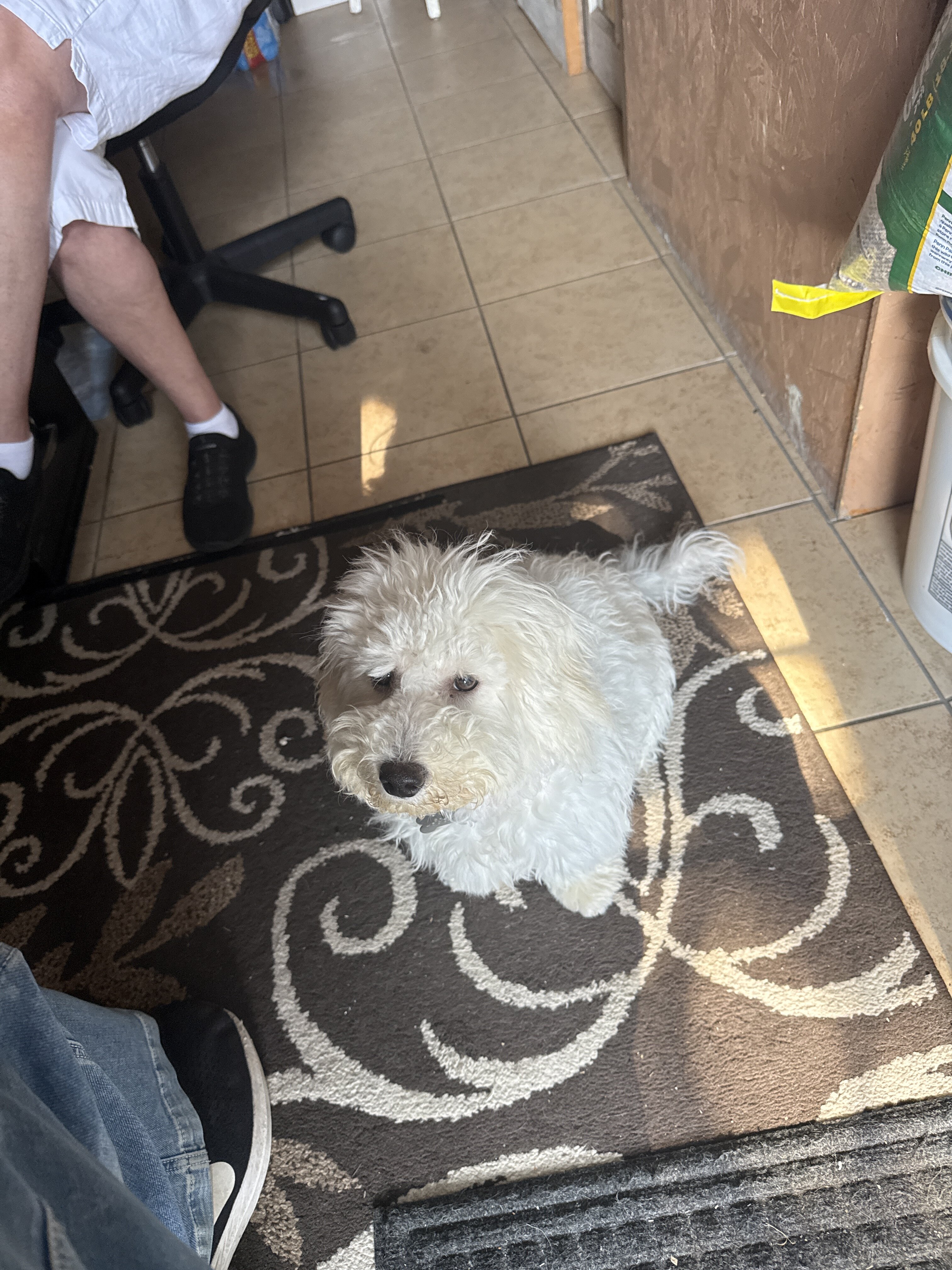 Bishon Frise puppy image 1