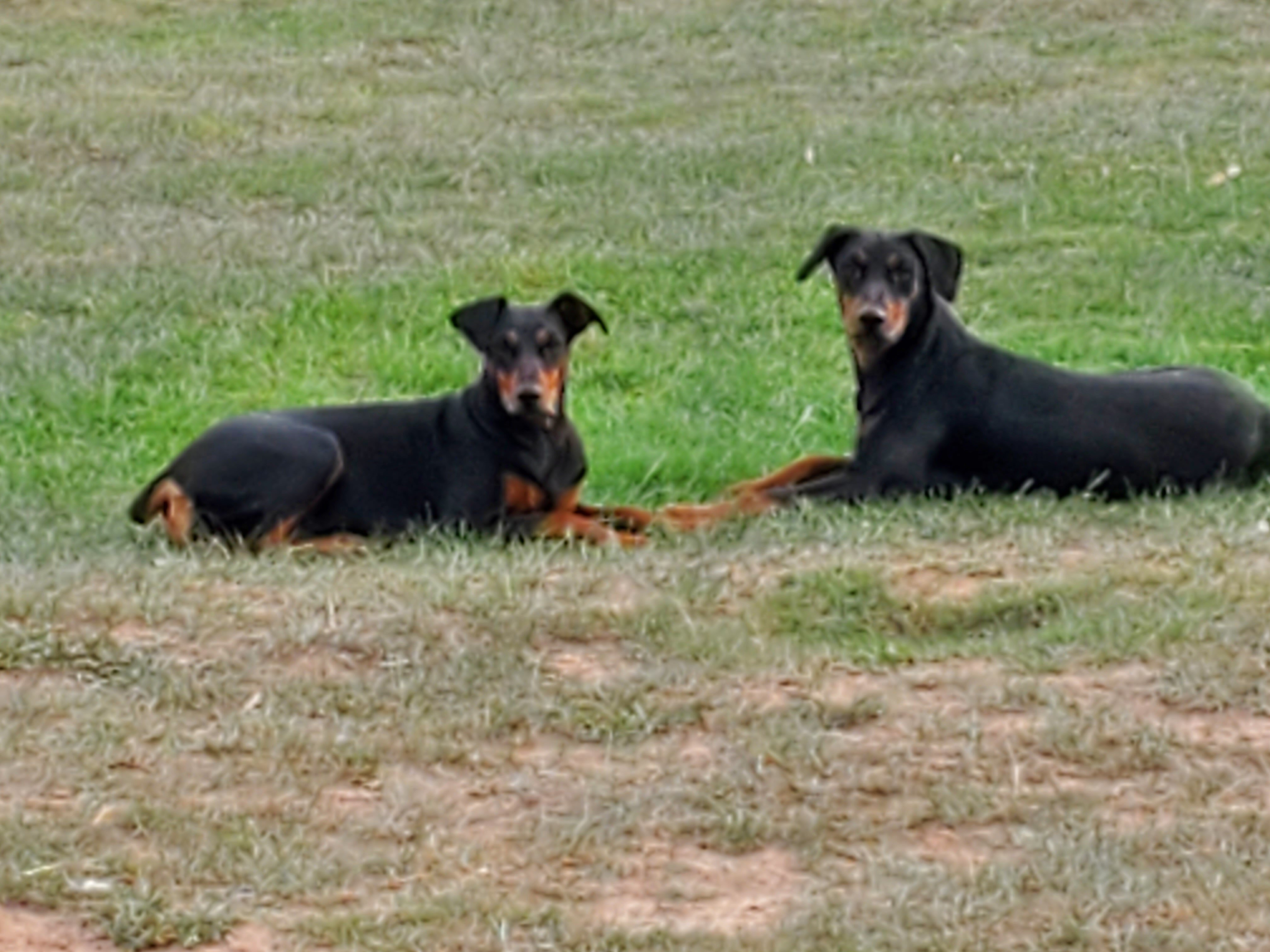 puppies image 2