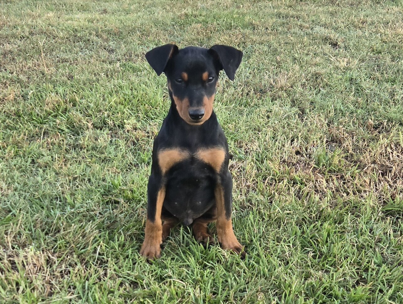 puppies image 1