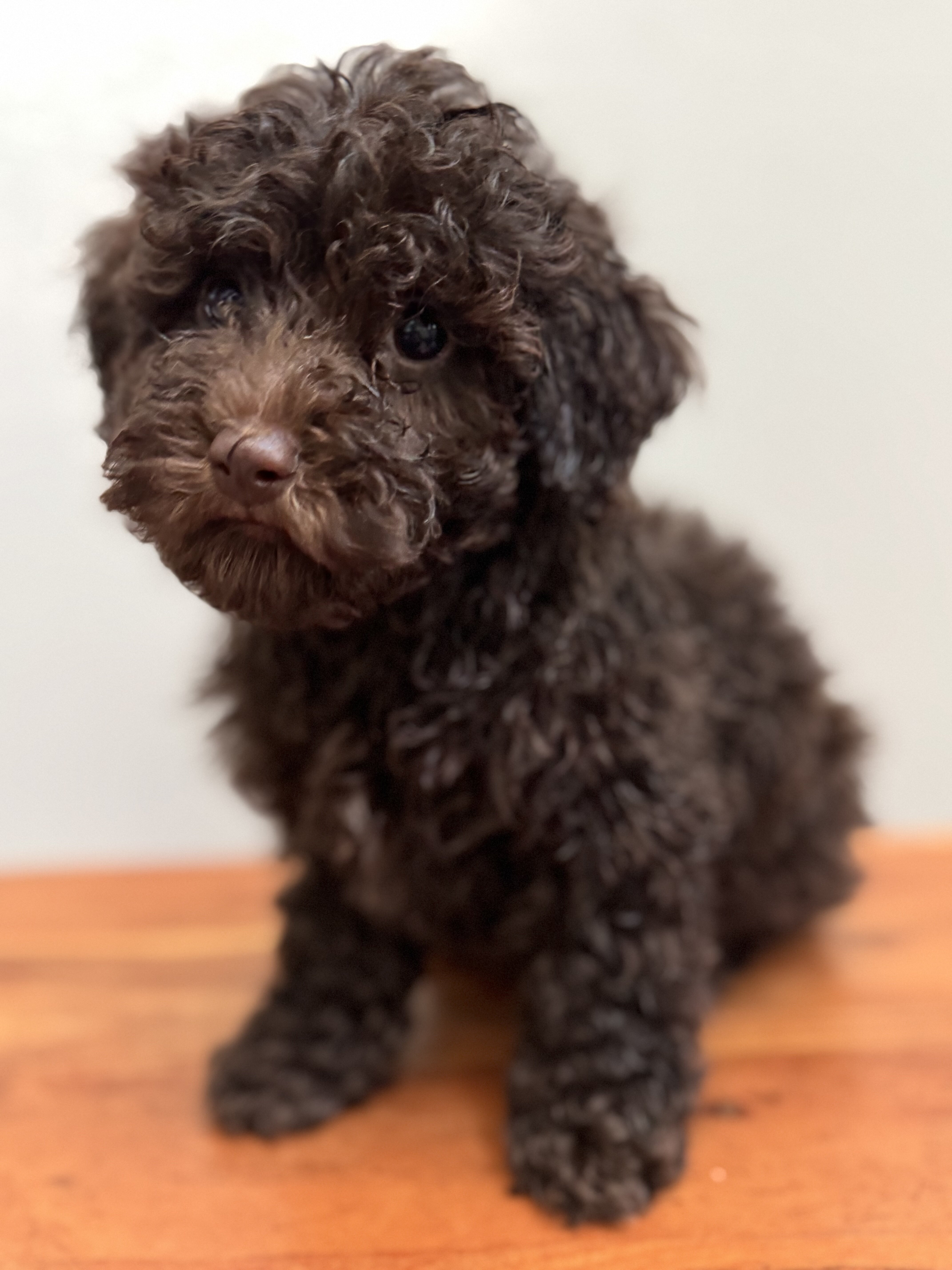 Toy poodle image 1