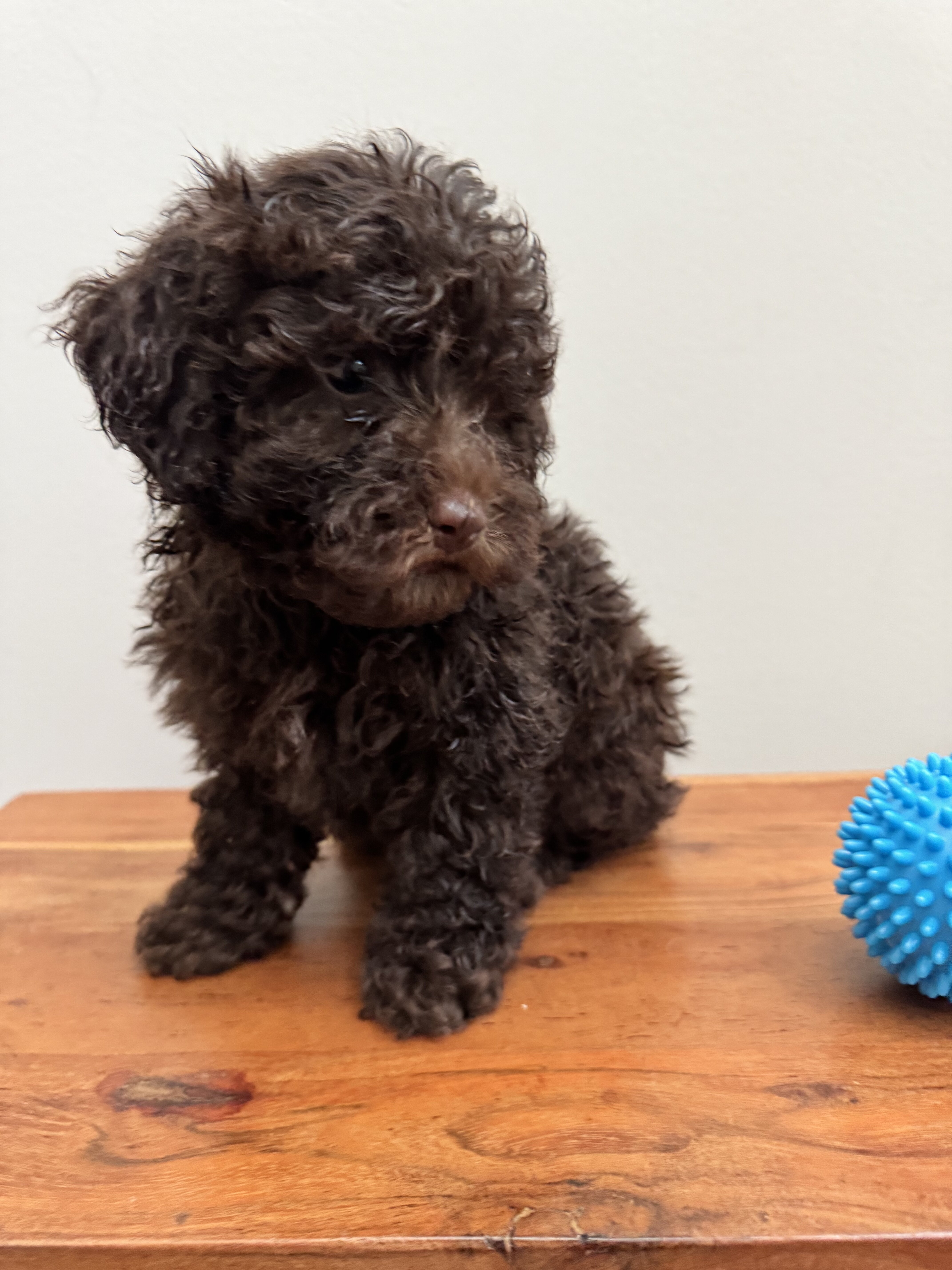 Toy poodle image 2