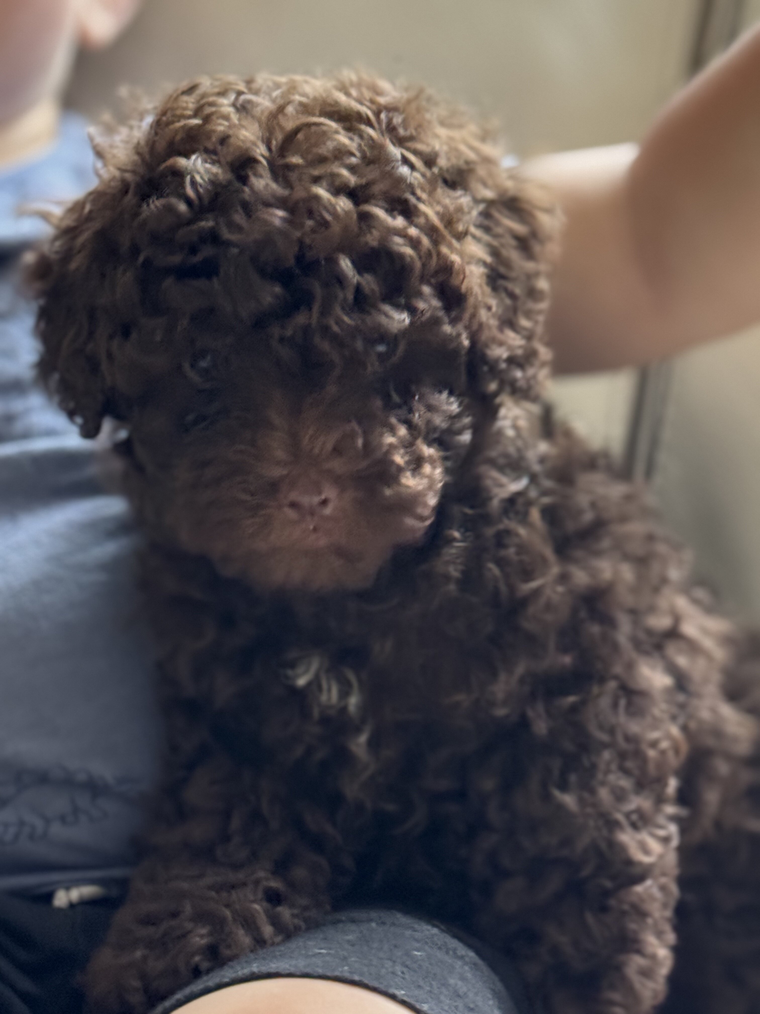 Toy poodle image 3