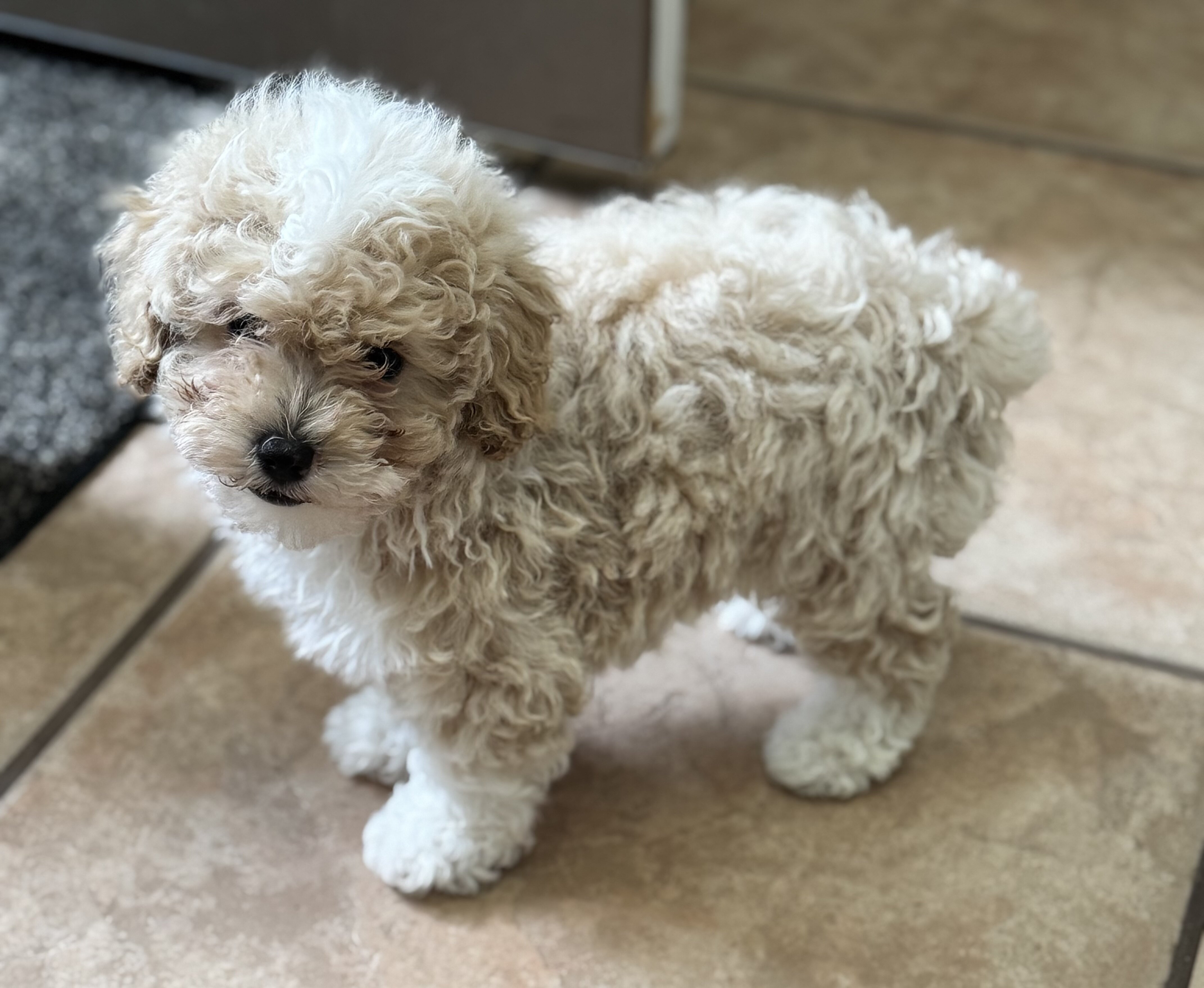 Toy poodle image 4