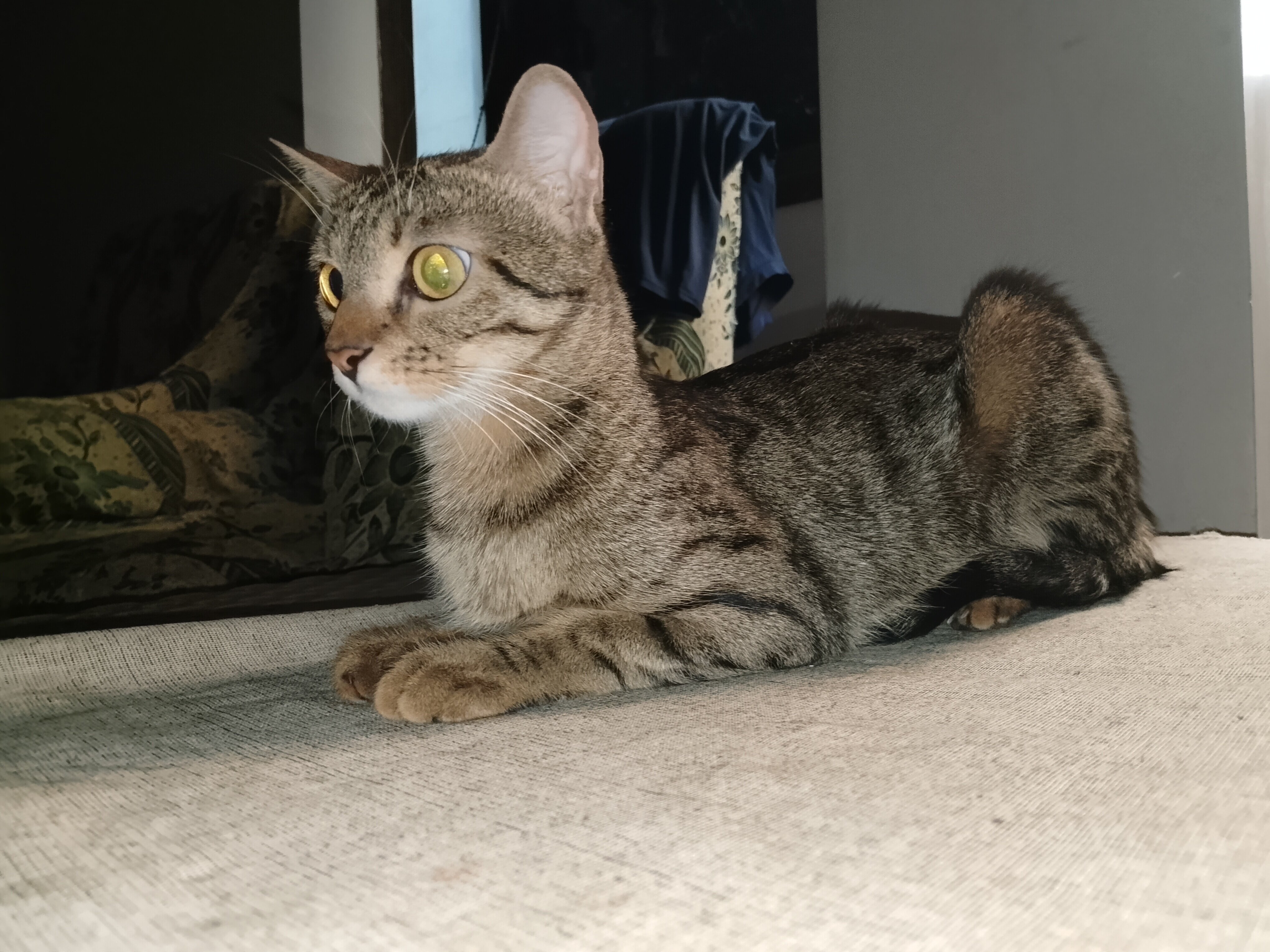 Egyption mau cat image 3