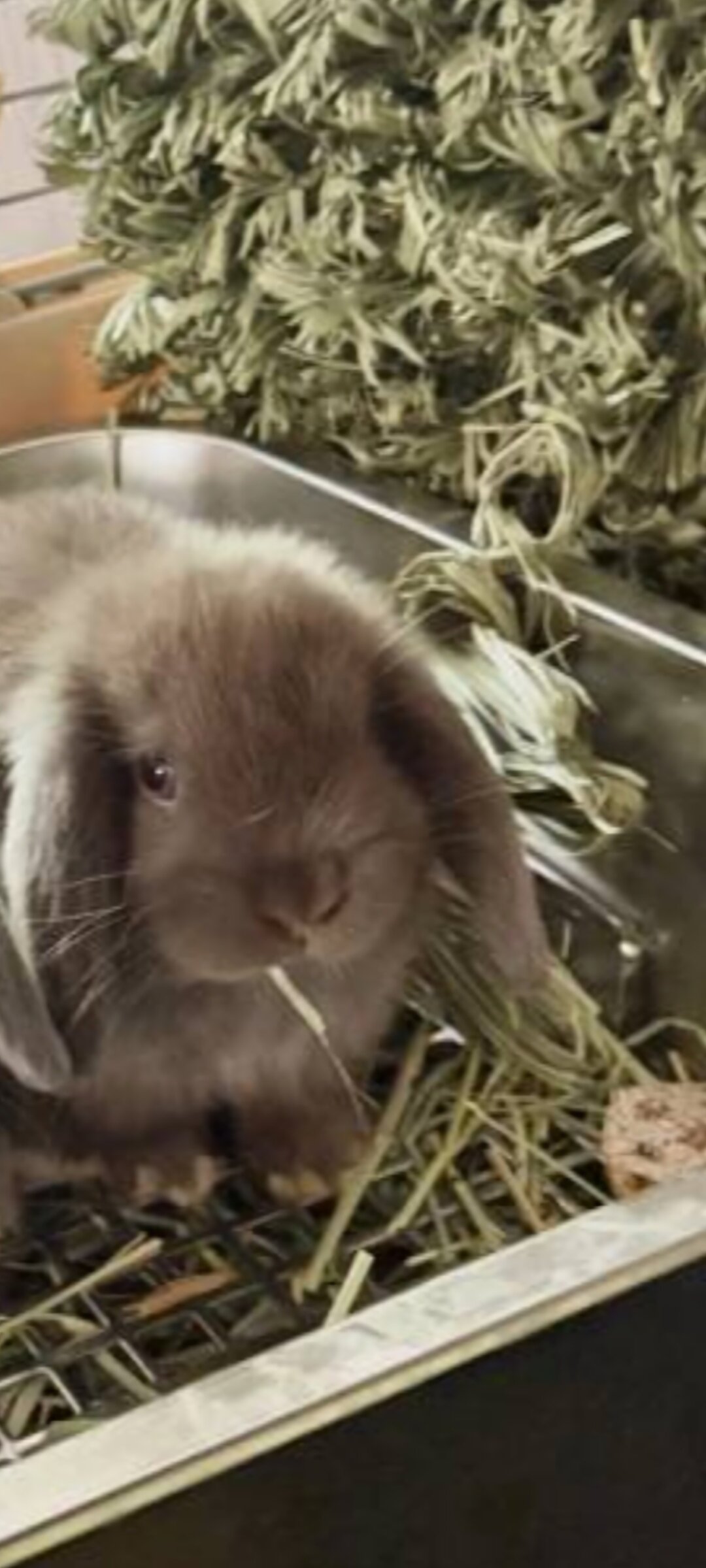 Holland Lop image 1
