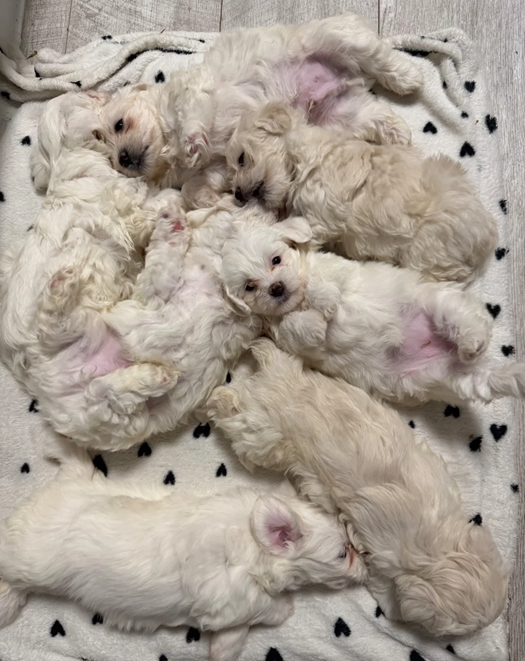 Finding the right home - Bichon Frise Puppys image 2