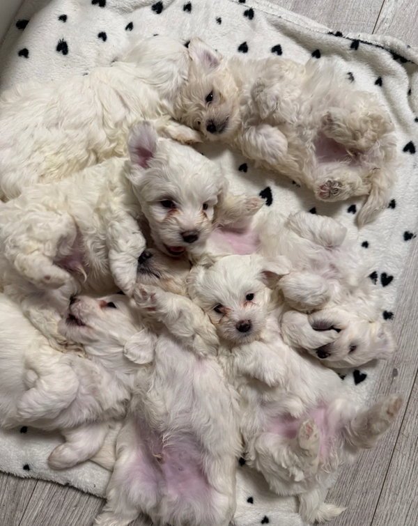 Finding the right home - Bichon Frise Puppys image 1