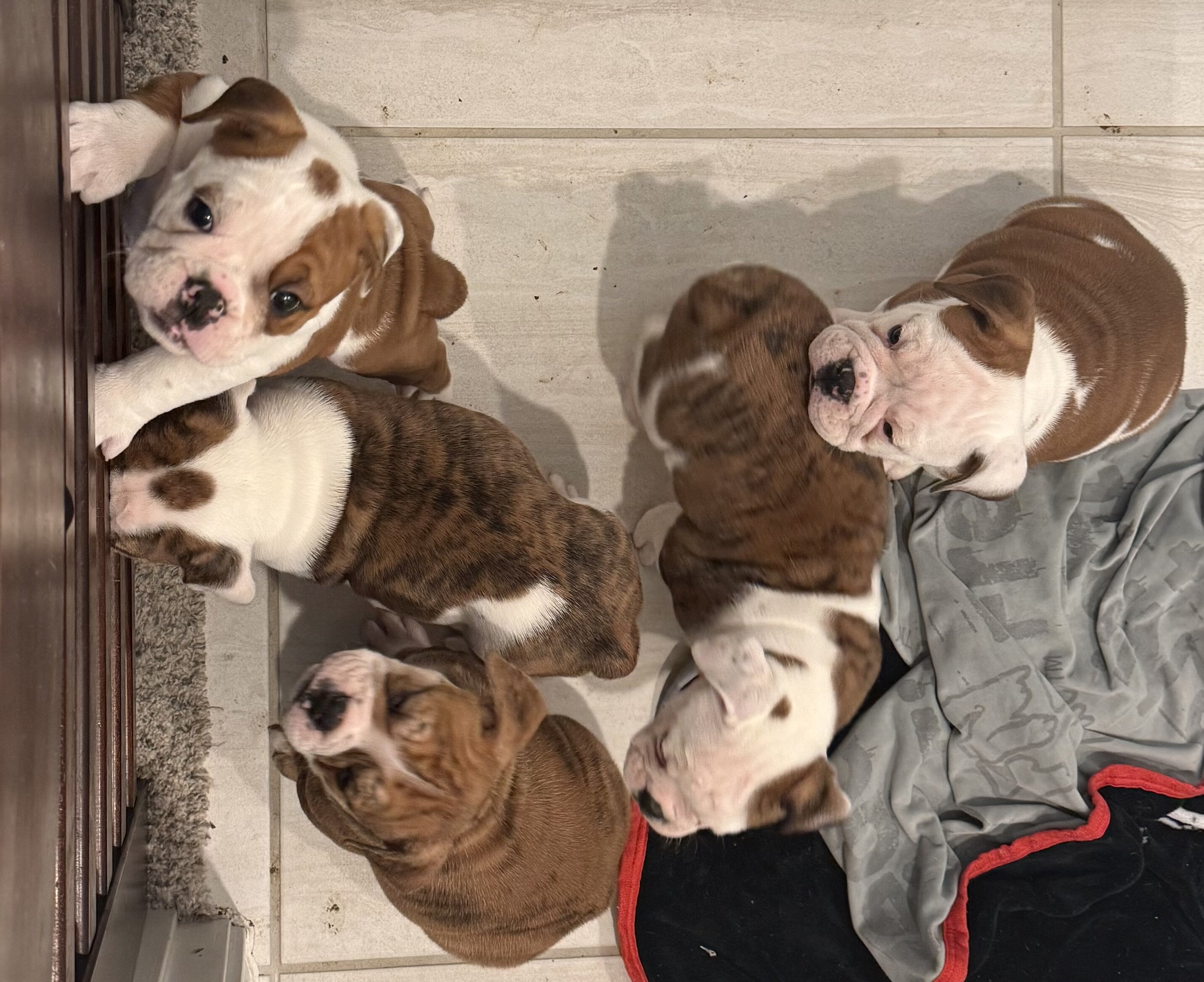 Olde English/English Puppies image 1